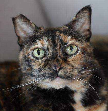 Enlarge Penny, a Adoptable mixed breed in Seattle, WA image 1/3