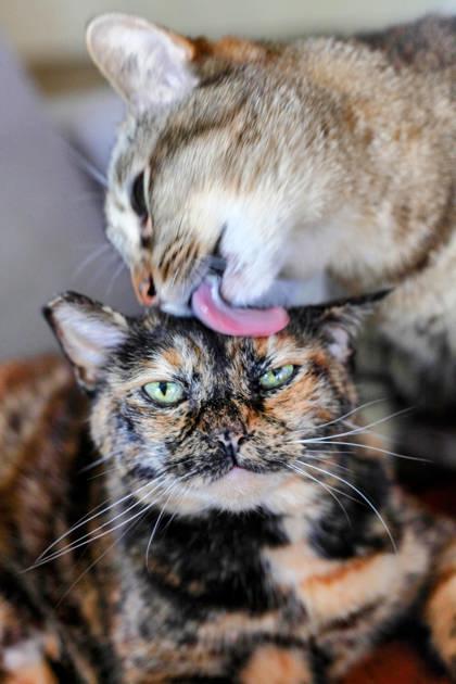Enlarge Penny, a Adoptable mixed breed in Seattle, WA image 2/3