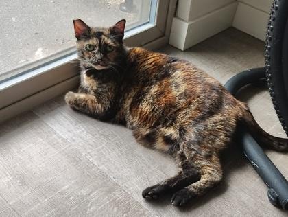 Enlarge Penny, a Adoptable mixed breed in Seattle, WA image 3/3