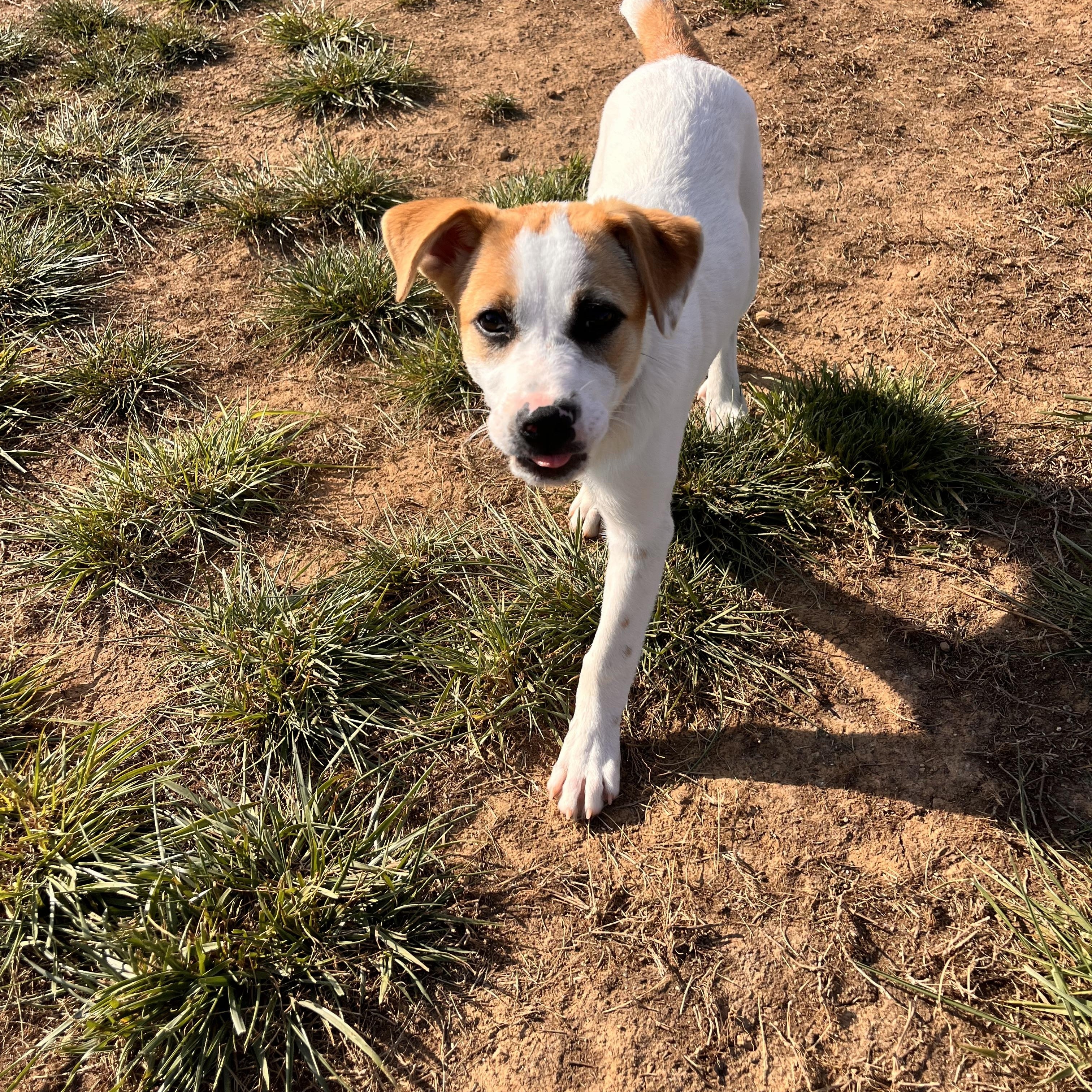 Liberty, an adoptable mixed breed in Spring hill, TN image 6/6