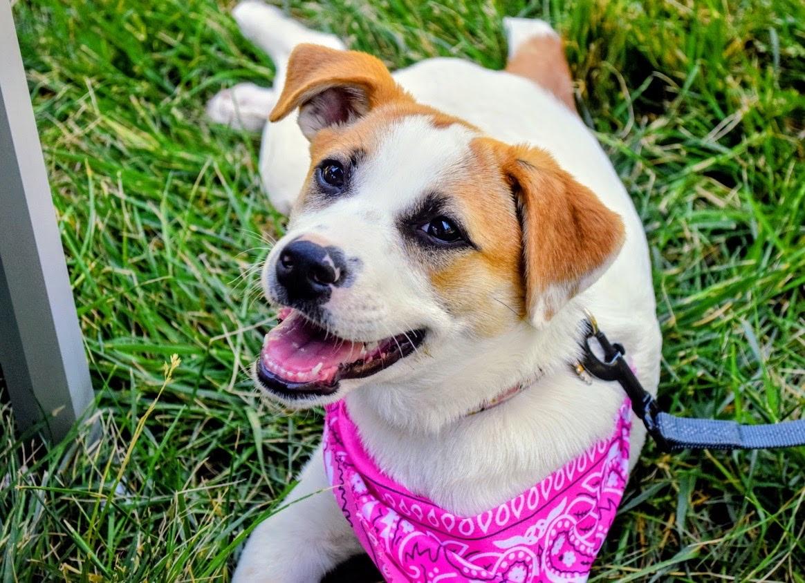 Liberty, an adoptable mixed breed in Spring hill, TN image 3/6