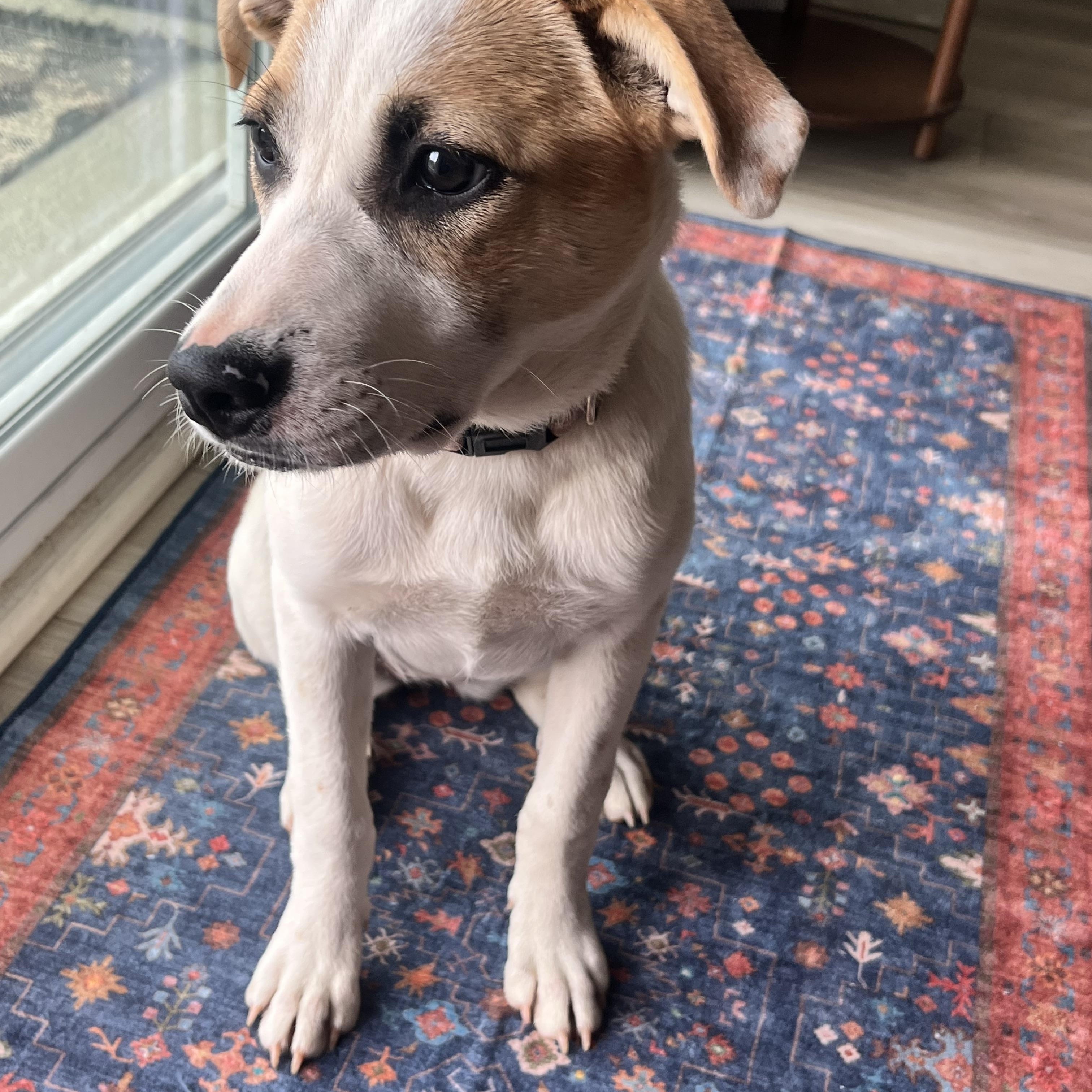 Liberty, an adoptable mixed breed in Spring hill, TN image 2/6
