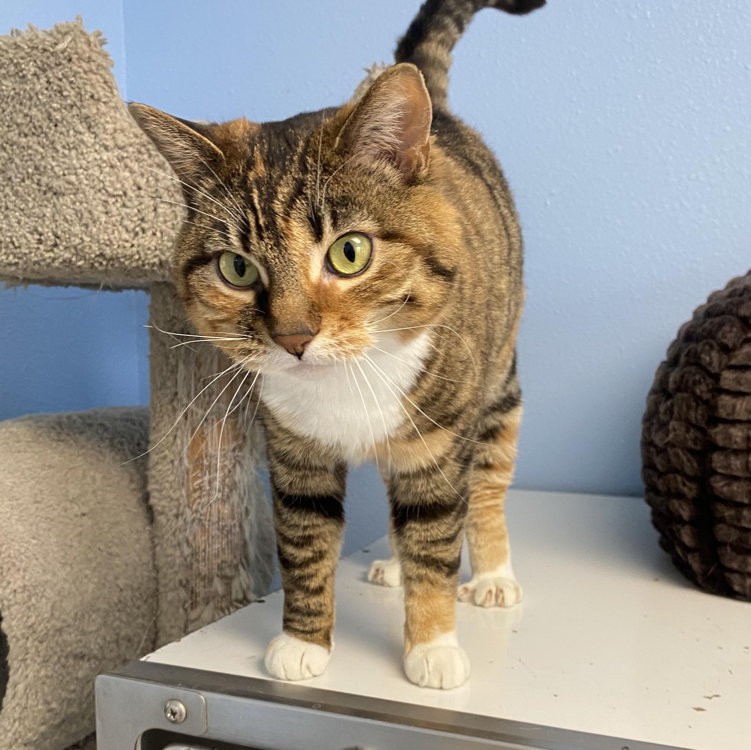 Selina, a ADOPTABLE Domestic Short Hair in Choteau, MT image 2/2