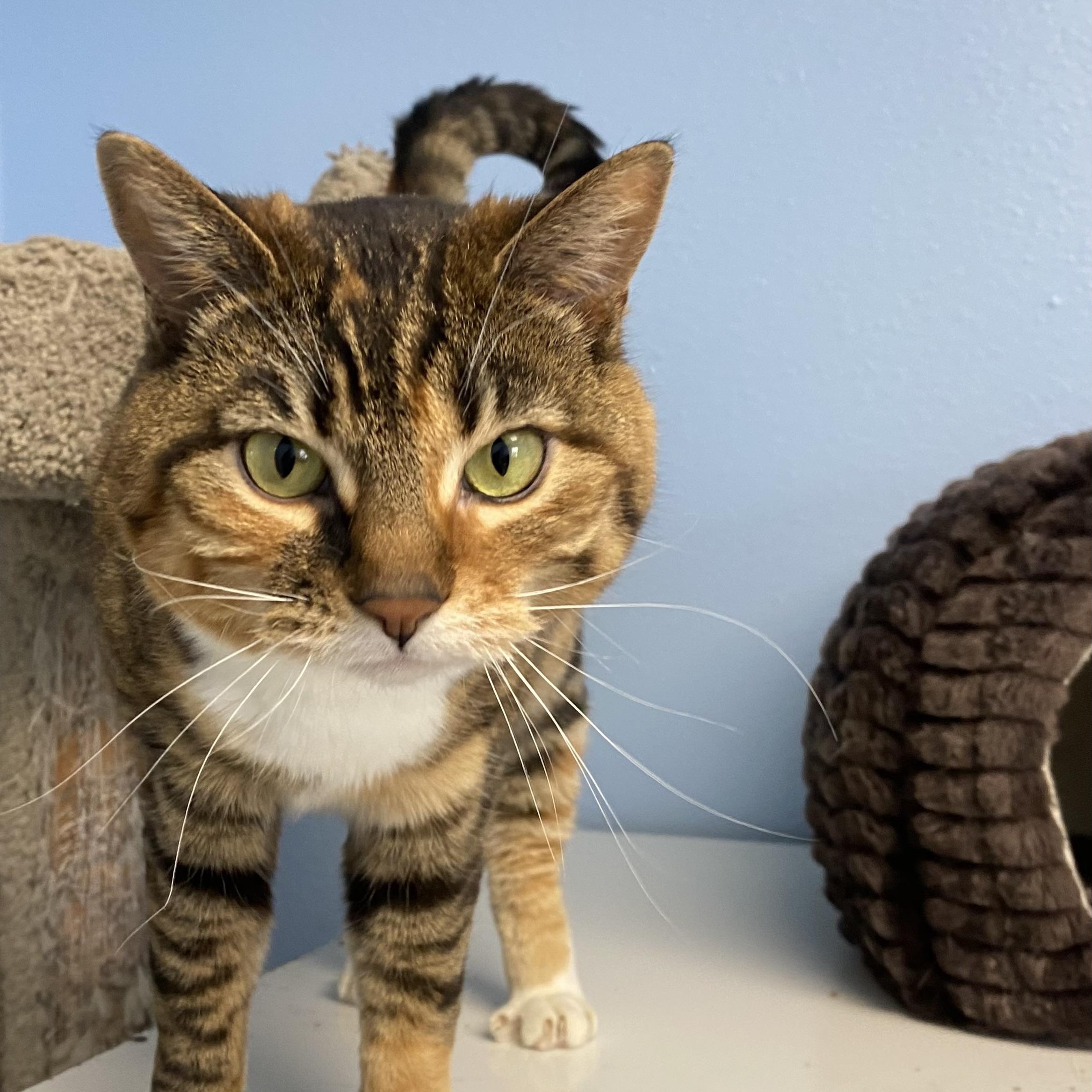 Selina, a ADOPTABLE Domestic Short Hair in Choteau, MT image 1/2
