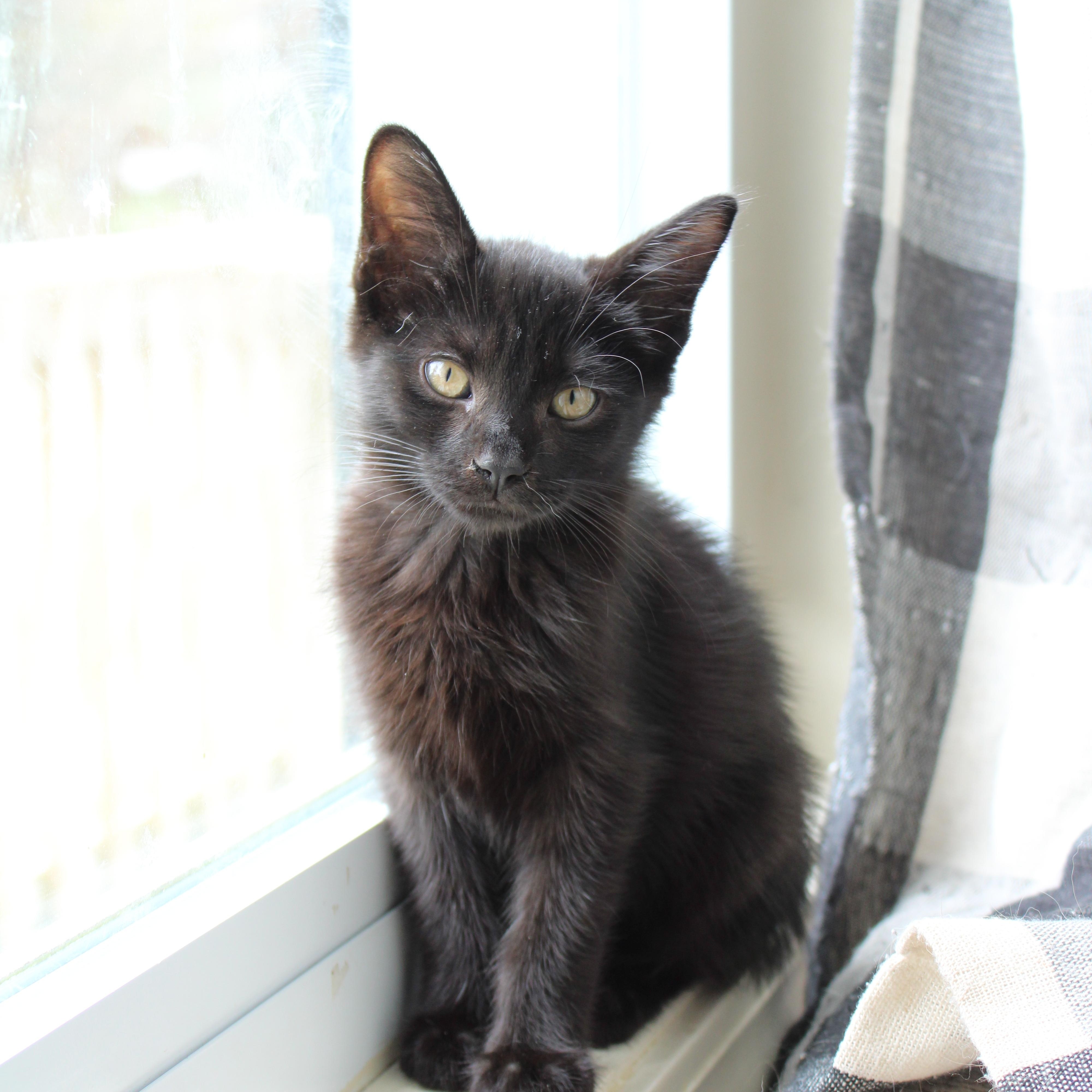 Enlarge Albert, a Adoptable Domestic Short Hair in Beulah, MI image 2/3