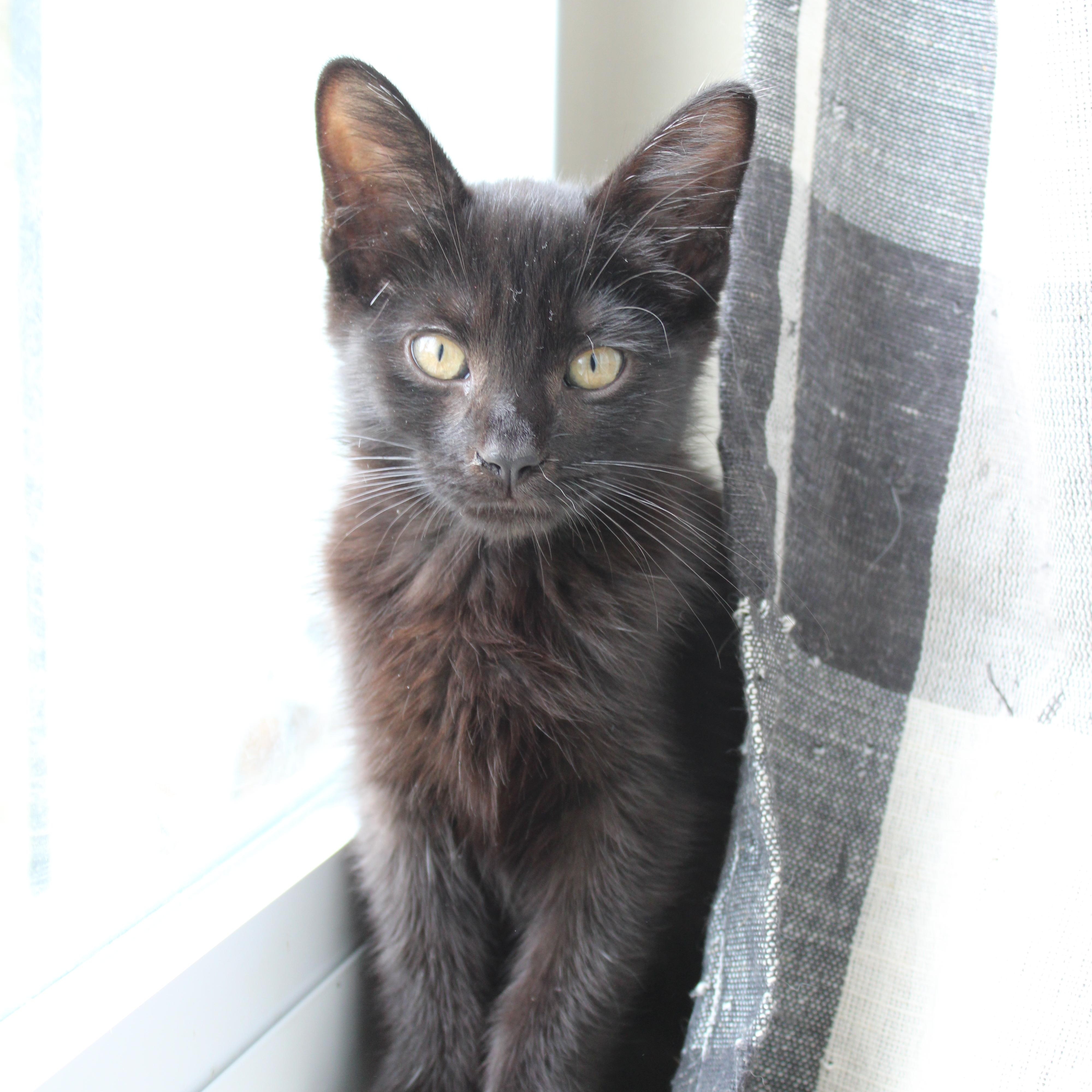 Enlarge Albert, a Adoptable Domestic Short Hair in Beulah, MI image 3/3