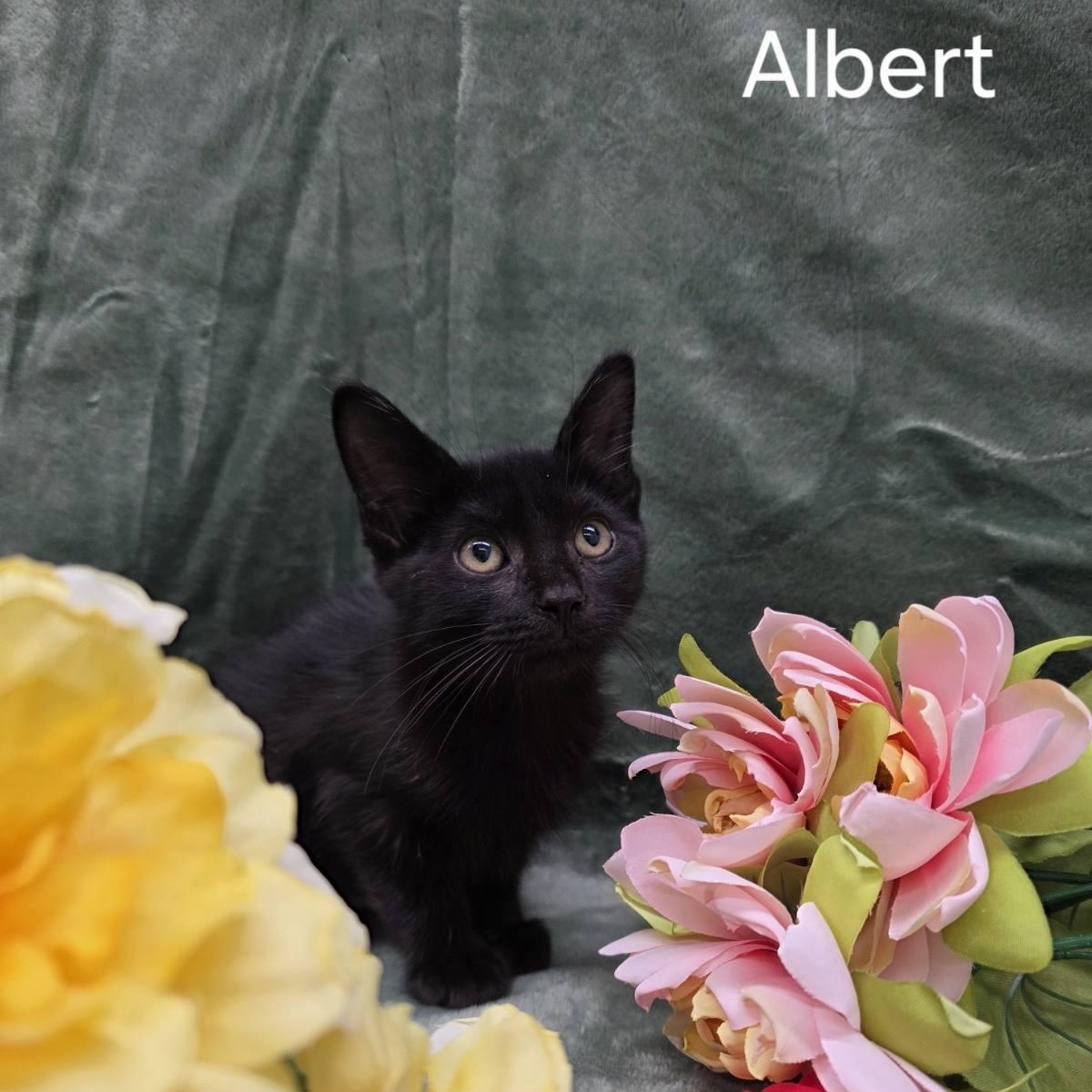 Albert, Adoptable, Kitten Male Domestic Short Hair.
