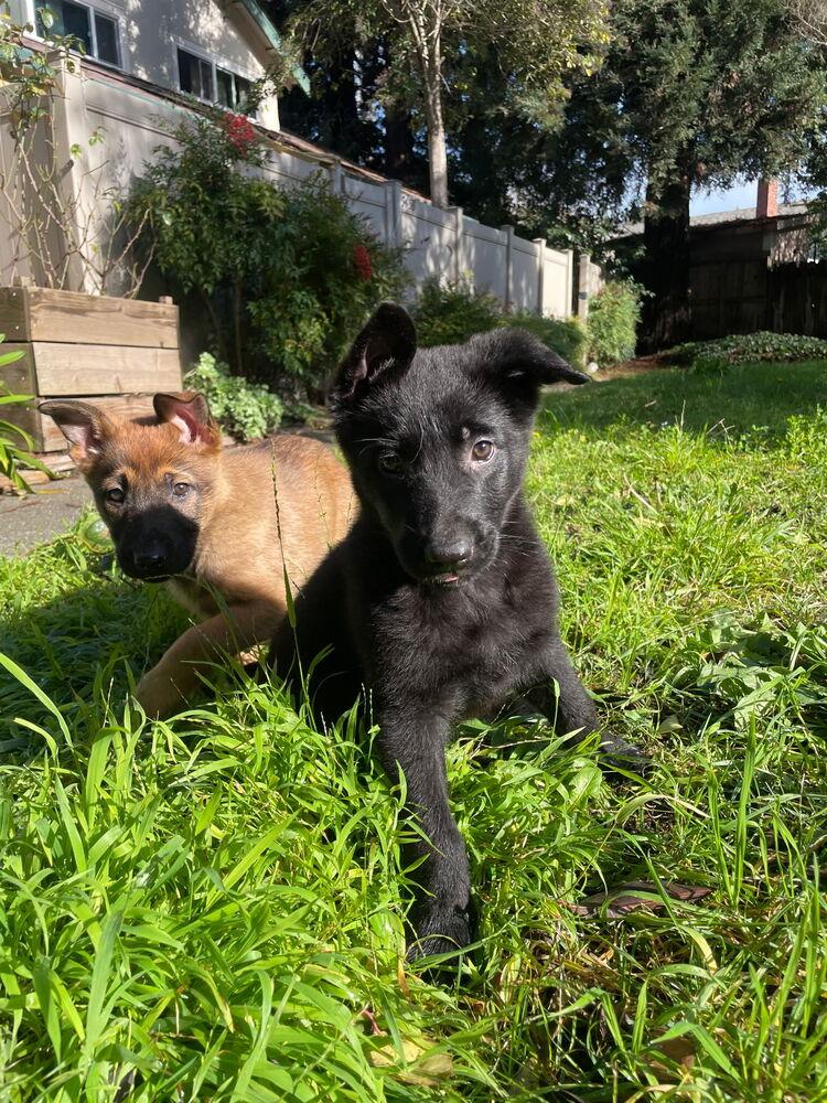 Rubi Beara, Adoptable, Puppy Female Dutch Shepherd & Belgian Shepherd / Malinois.