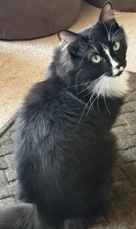 Enlarge Sylvester, a Adoptable Domestic Long Hair in Boone, CO image 1/1