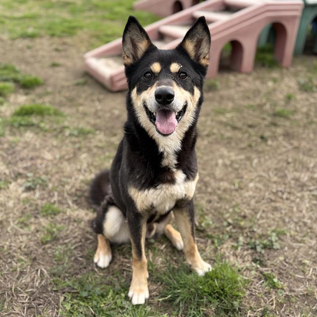 Enlarge IAN, a Adoptable mixed breed in Modesto, CA image 1/1