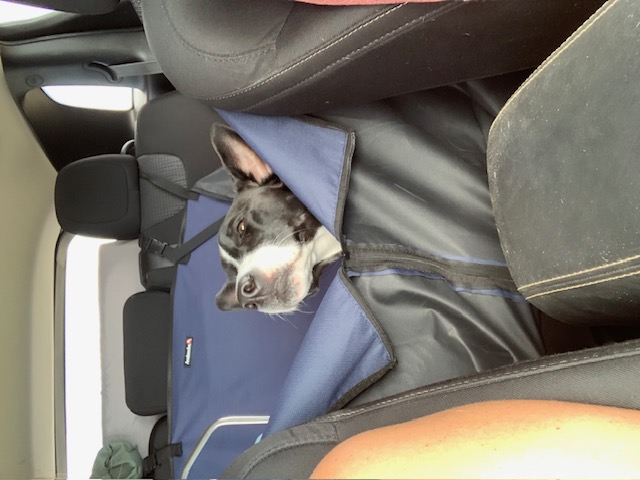 Stormy, Adoptable, Adult Female German Pinscher.