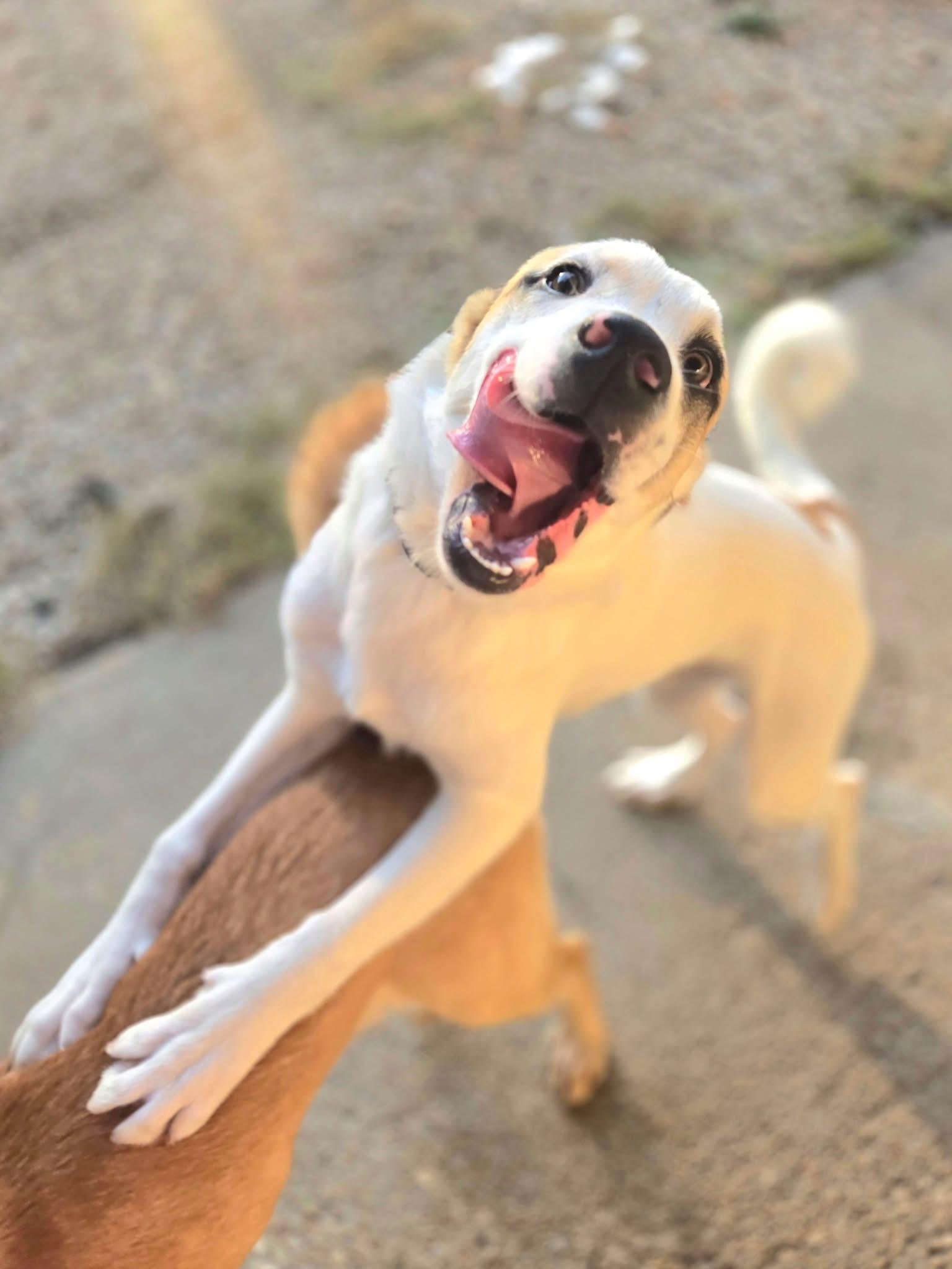 Enlarge Burke, a Adopted mixed breed in Manhattan, KS image 2/3