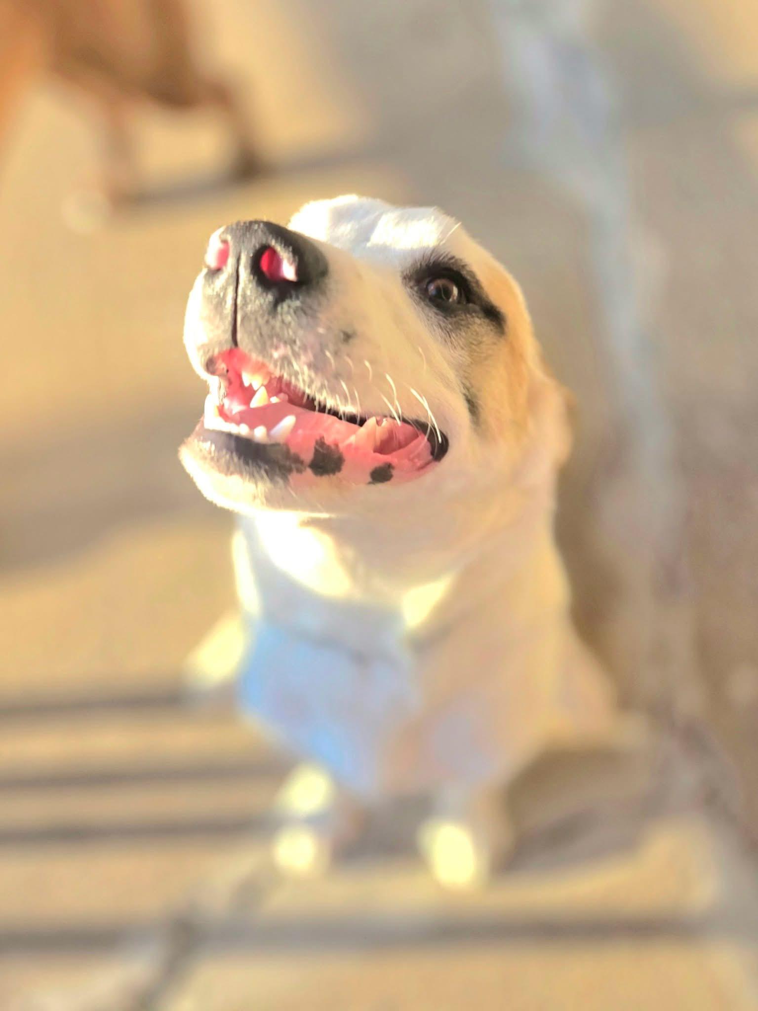 Enlarge Burke, a Adopted mixed breed in Manhattan, KS image 1/3
