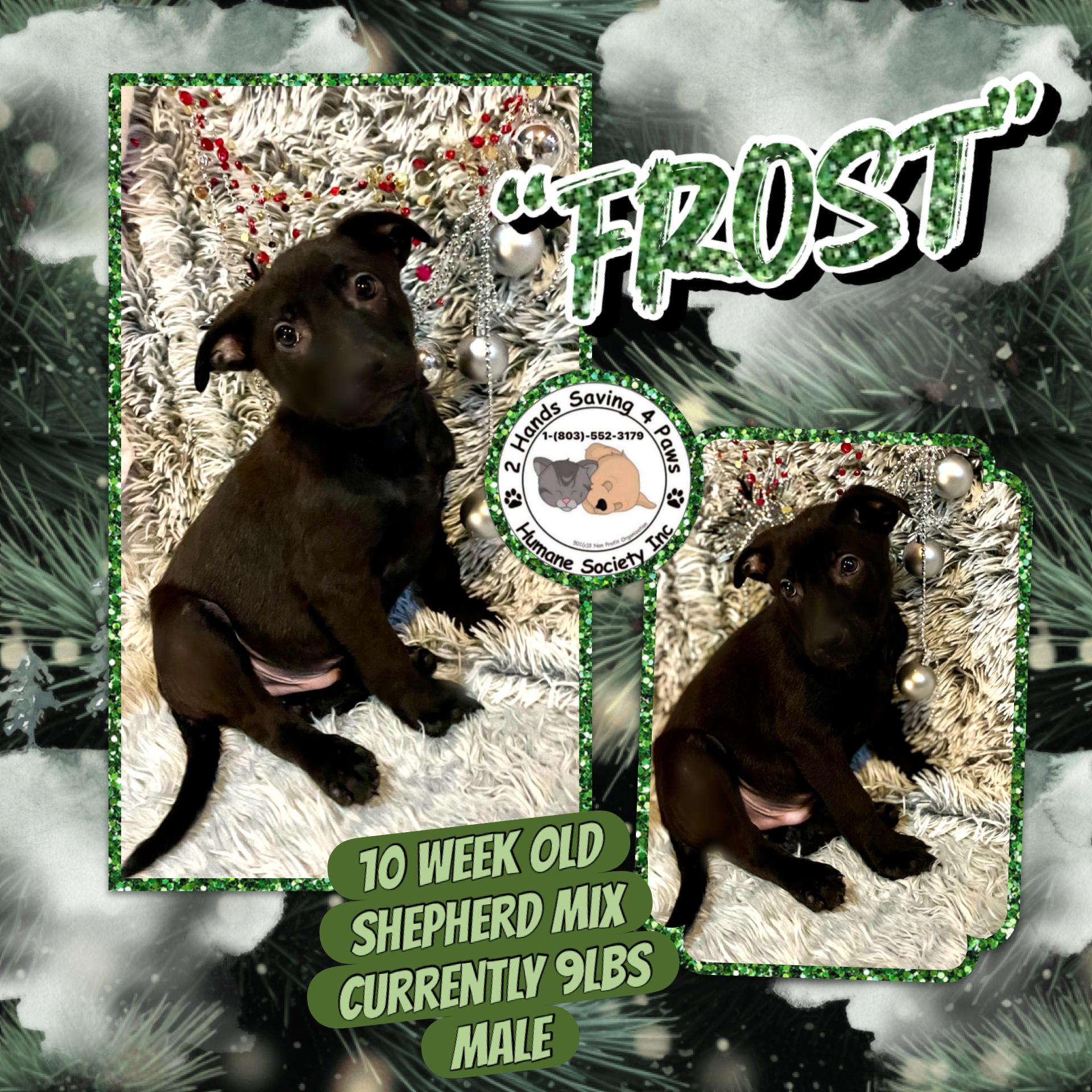 “Frost”, Adoptable, Puppy Male Labrador Retriever & German Shepherd Dog.
