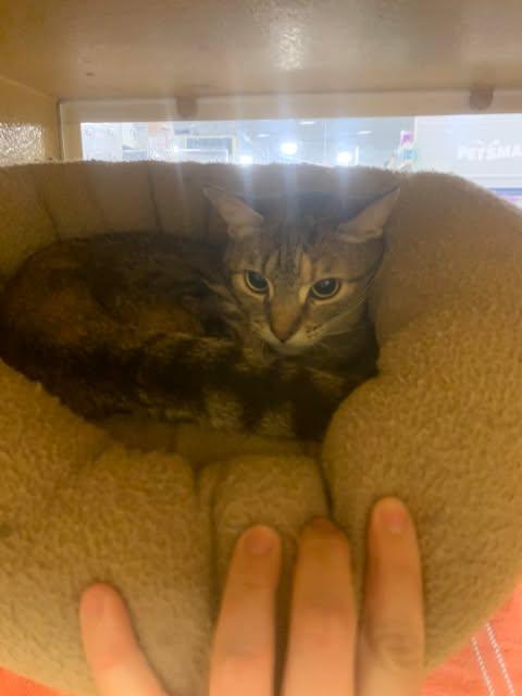 Enlarge QT QT, a Adoptable Domestic Short Hair in Fredericksburg, VA image 2/2