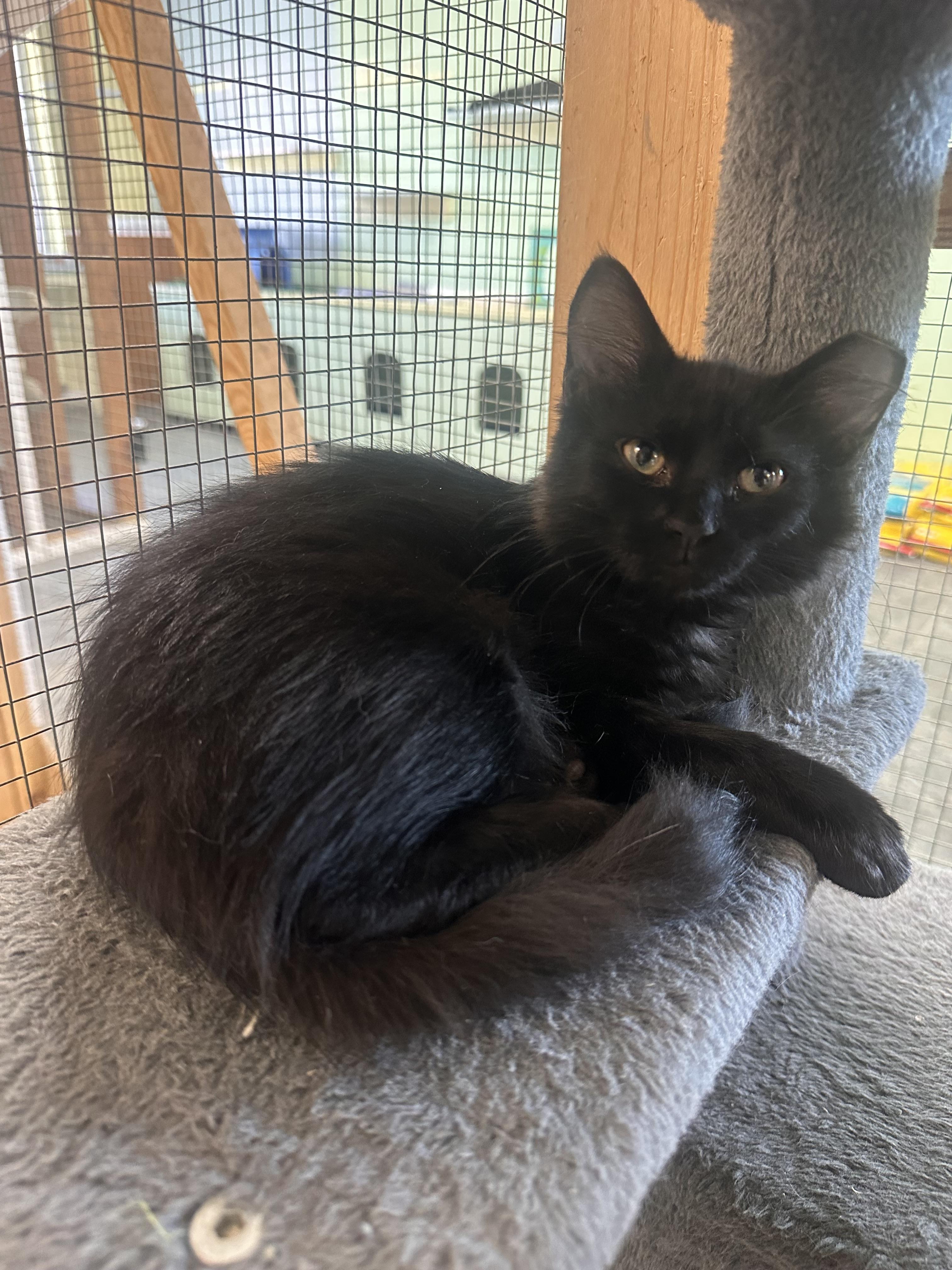 Enlarge Midnight, an adopted mixed breed in Englewood, FL image 1/1