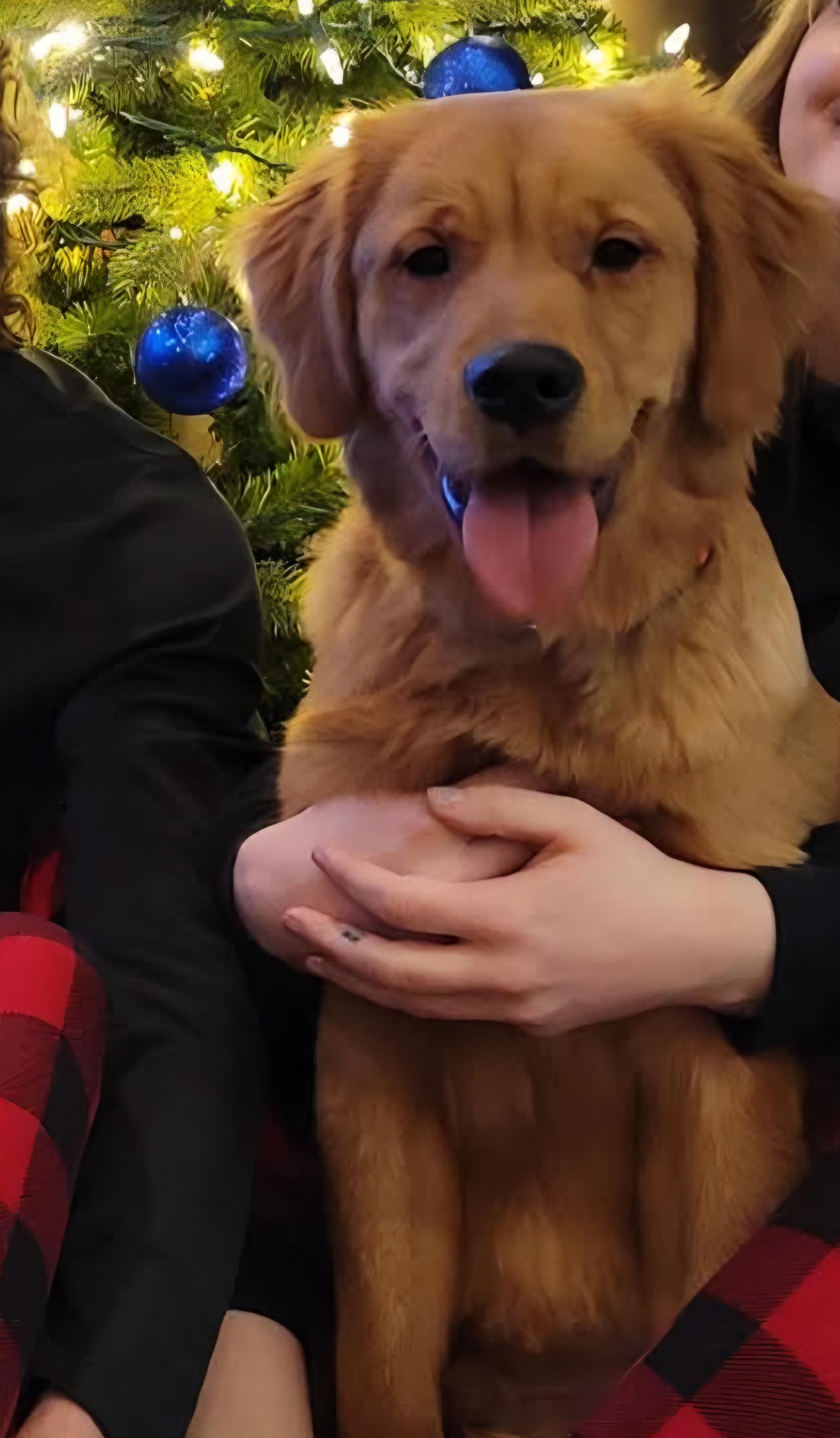 Enlarge Winston *COURTESY POST*, a ADOPTABLE Golden Retriever in Lewiston, ID image 4/4