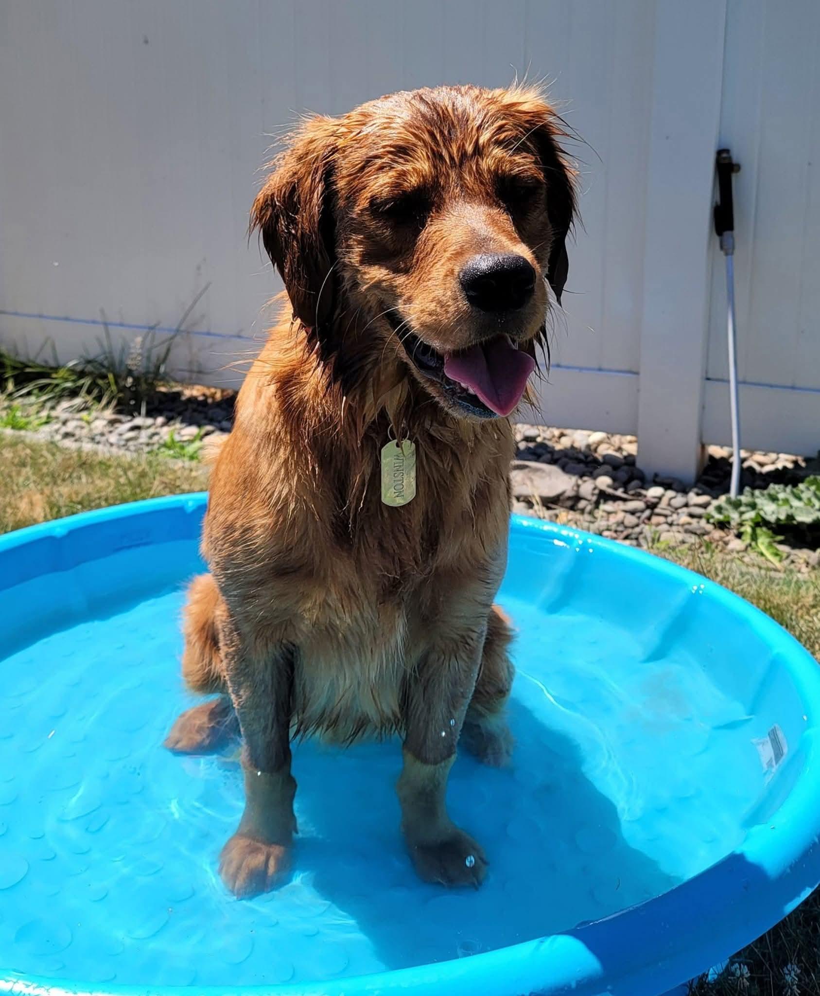 Enlarge Winston *COURTESY POST*, a ADOPTABLE Golden Retriever in Lewiston, ID image 2/4