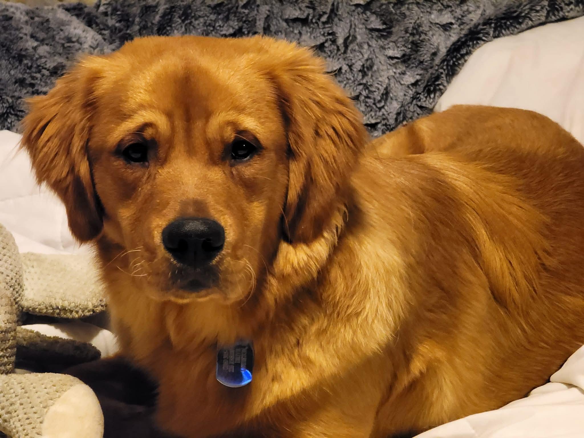 Enlarge Winston *COURTESY POST*, a ADOPTABLE Golden Retriever in Lewiston, ID image 3/4