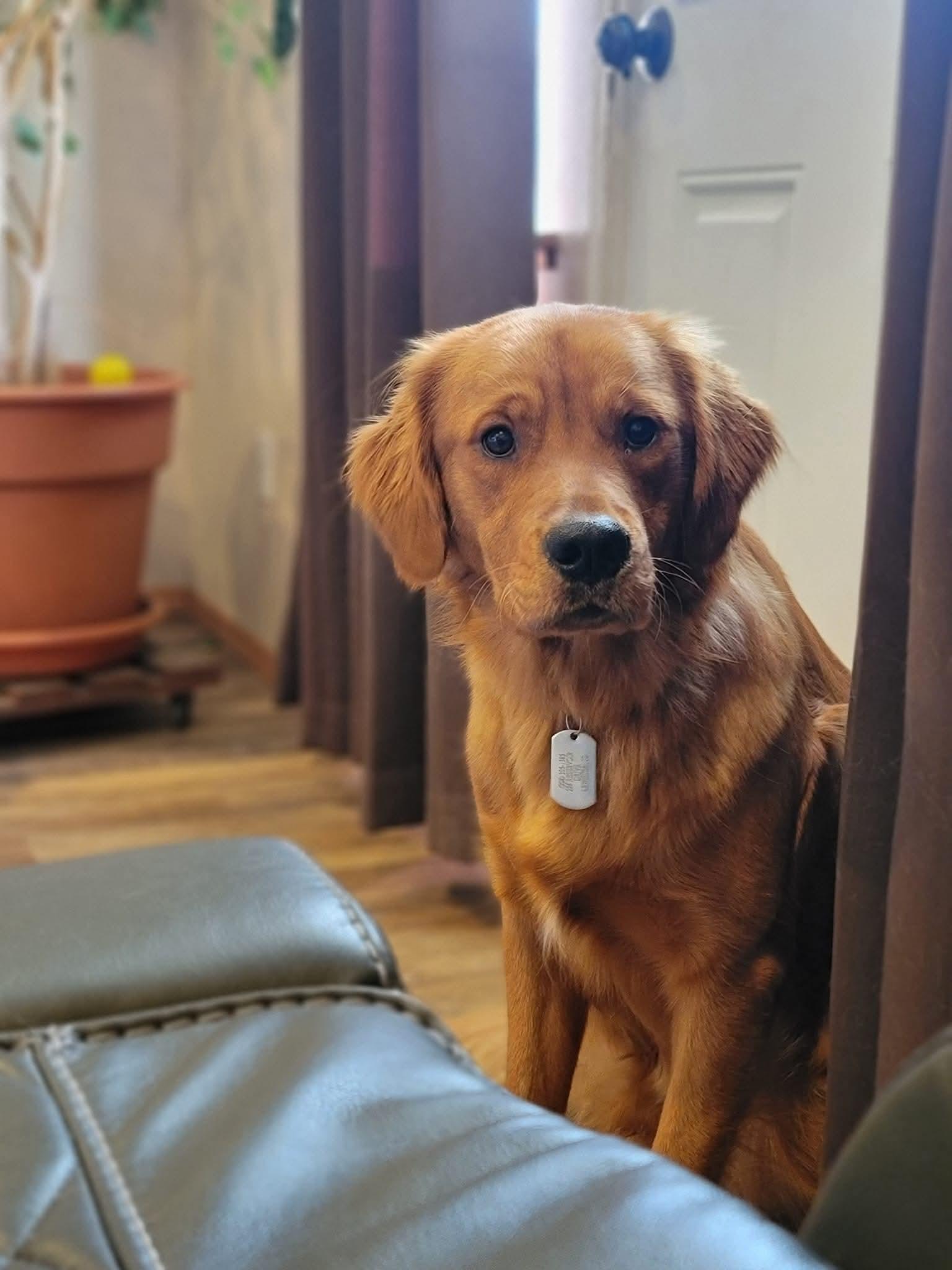 Winston *COURTESY POST*, ADOPTABLE, Adult Male Golden Retriever.