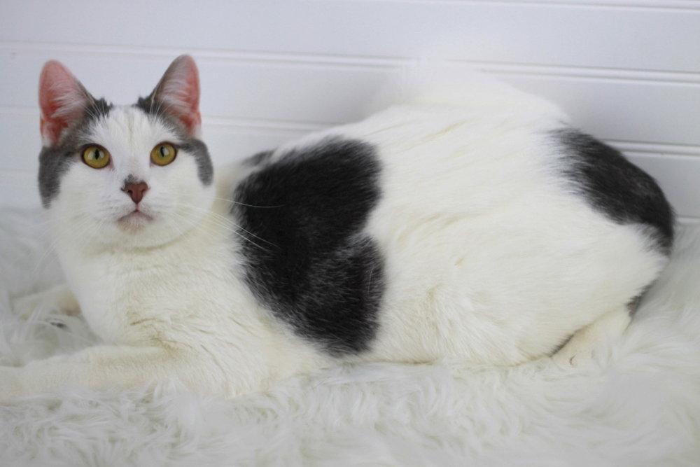 Pierre - MEET ME @ PETCO 7/11!, Adoptable, Adult Male Domestic Short Hair.