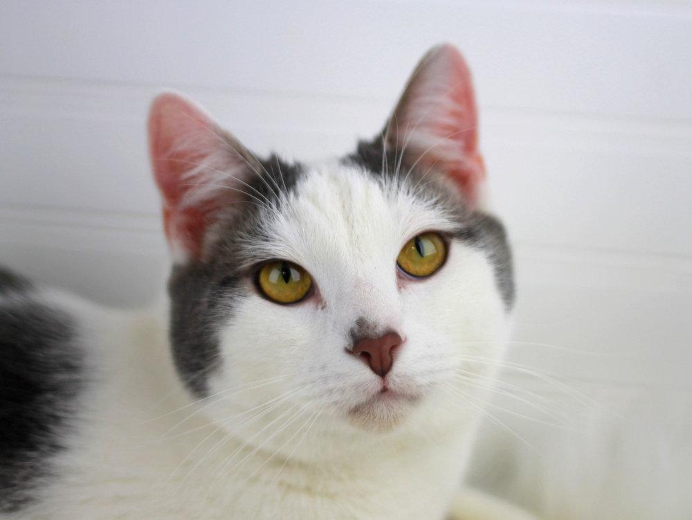 Enlarge Pierre - MEET ME @ PETCO 7/11!, a Adoptable Domestic Short Hair in Cookeville, TN image 2/3
