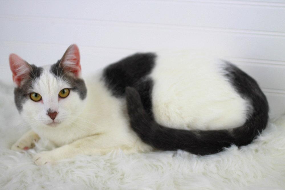 Enlarge Pierre - MEET ME @ PETCO 7/11!, a Adoptable Domestic Short Hair in Cookeville, TN image 3/3