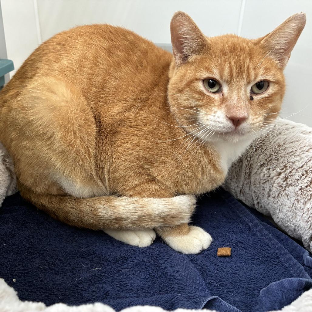 Maui (c2026), a Adoptable Domestic Short Hair in Skokie, IL image 1/6