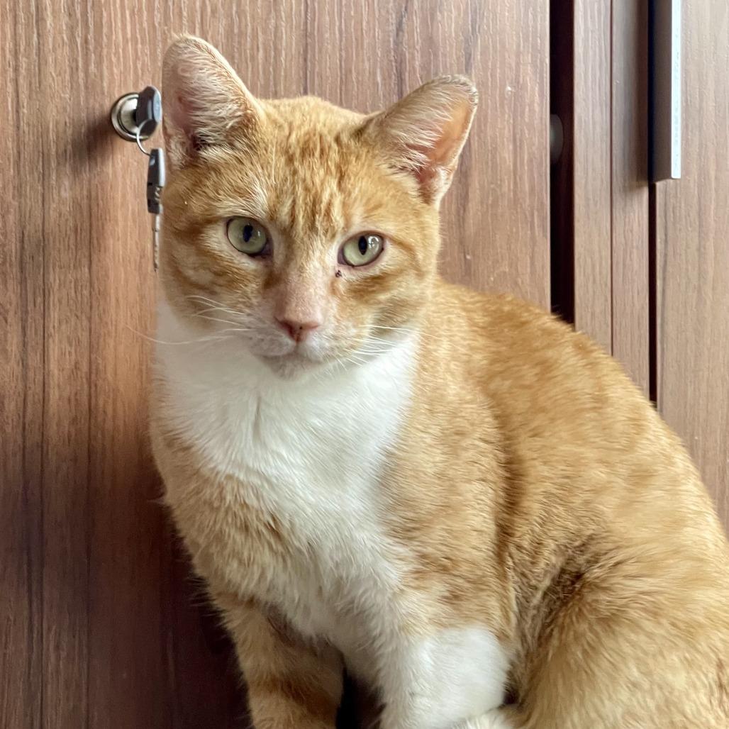 Maui (c2026), a Adoptable Domestic Short Hair in Skokie, IL image 2/6