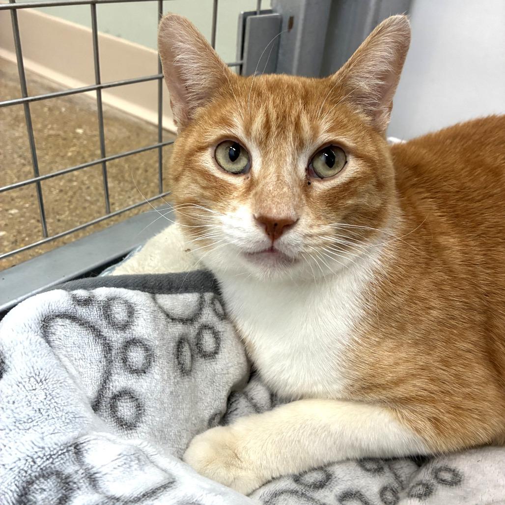 Maui (c2026), a Adoptable Domestic Short Hair in Skokie, IL image 4/6