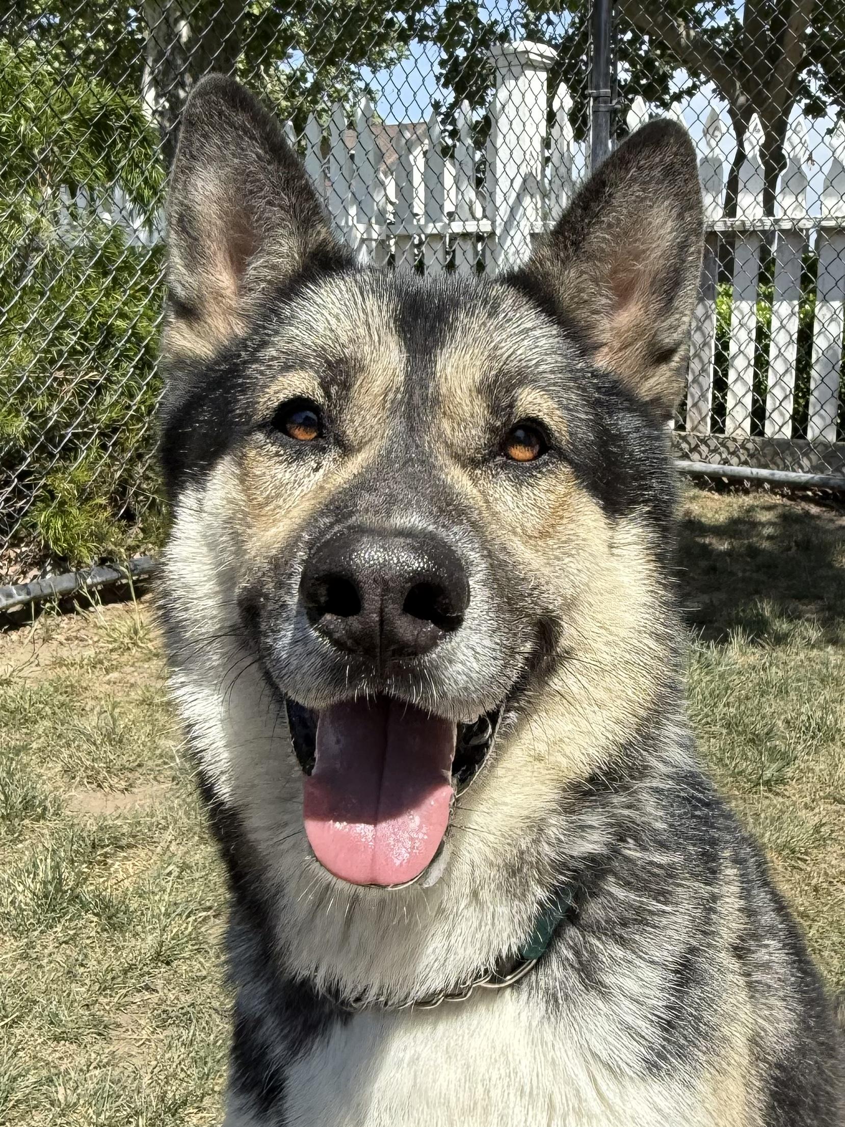 Roscoe, an adoptable German Shepherd Dog in Lodi, CA, 95242 | Photo Image 1