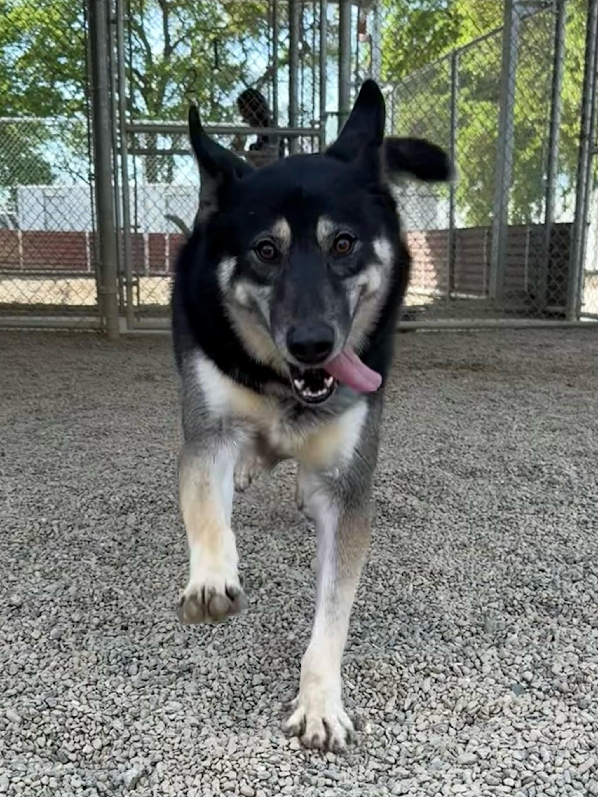 Roscoe, an adoptable German Shepherd Dog in Lodi, CA, 95242 | Photo Image 3