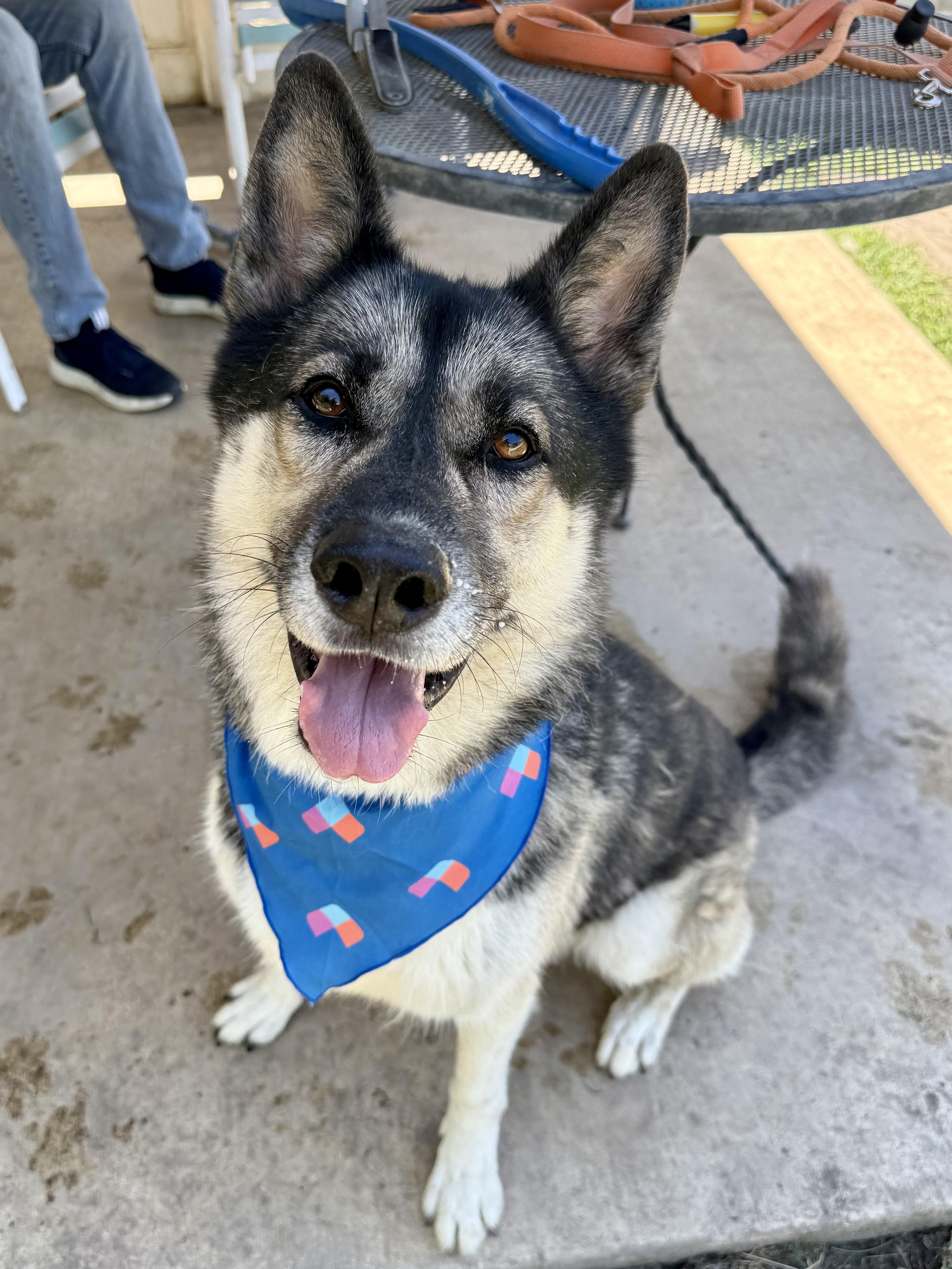 Roscoe, an adoptable German Shepherd Dog in Lodi, CA, 95242 | Photo Image 1