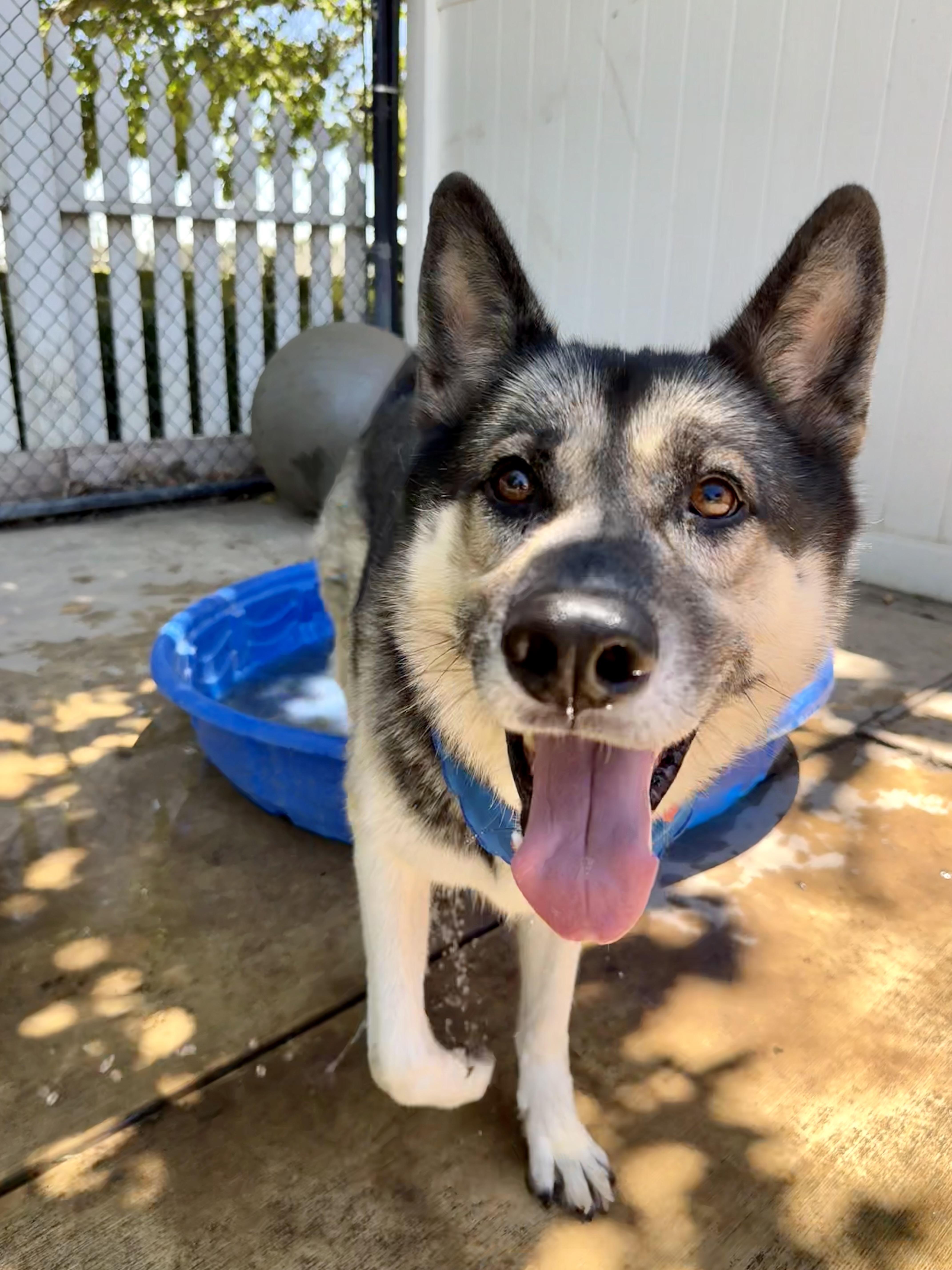 Roscoe, an adoptable German Shepherd Dog in Lodi, CA, 95242 | Photo Image 3