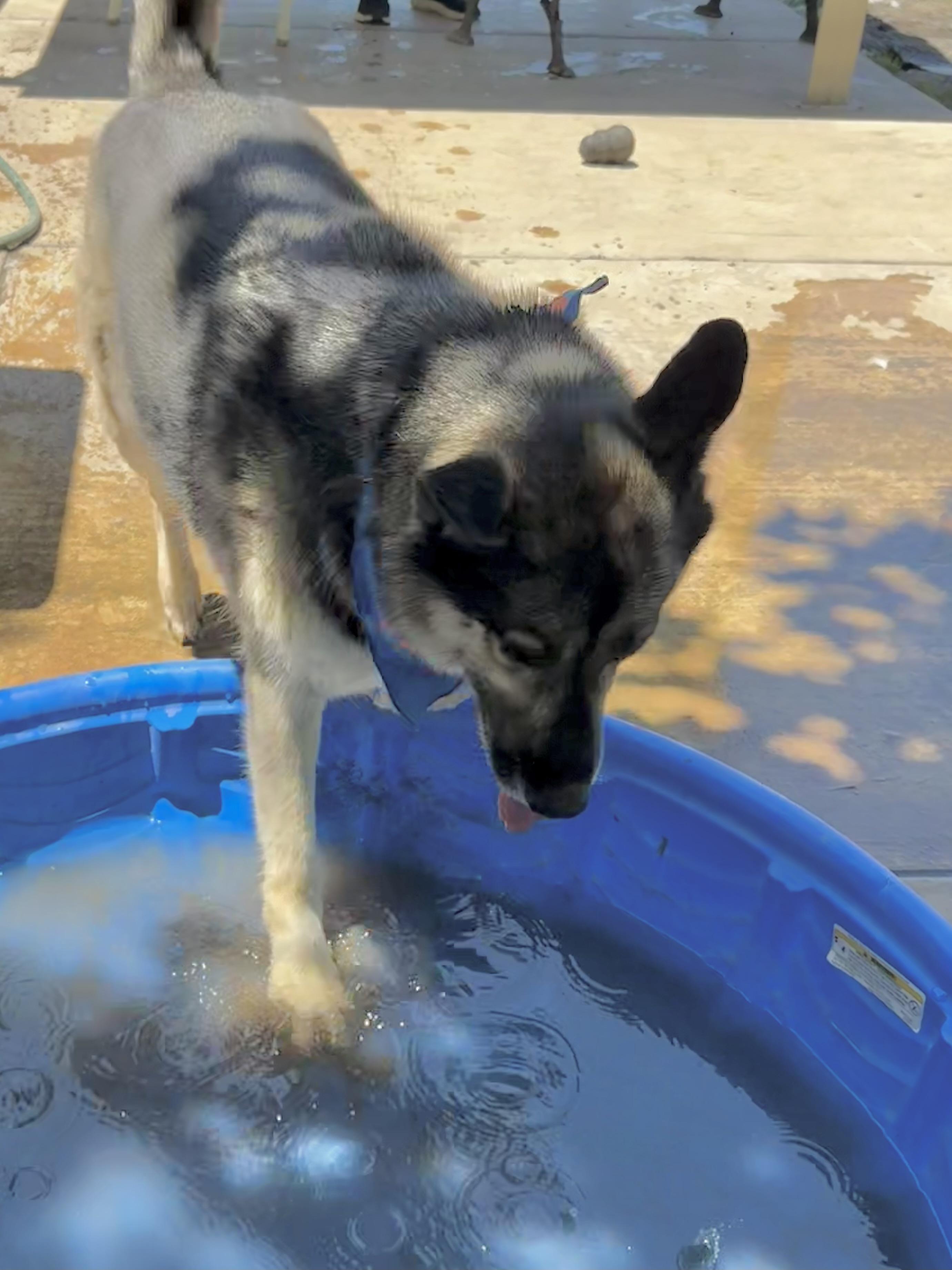 Roscoe, an adoptable German Shepherd Dog in Lodi, CA, 95242 | Photo Image 2