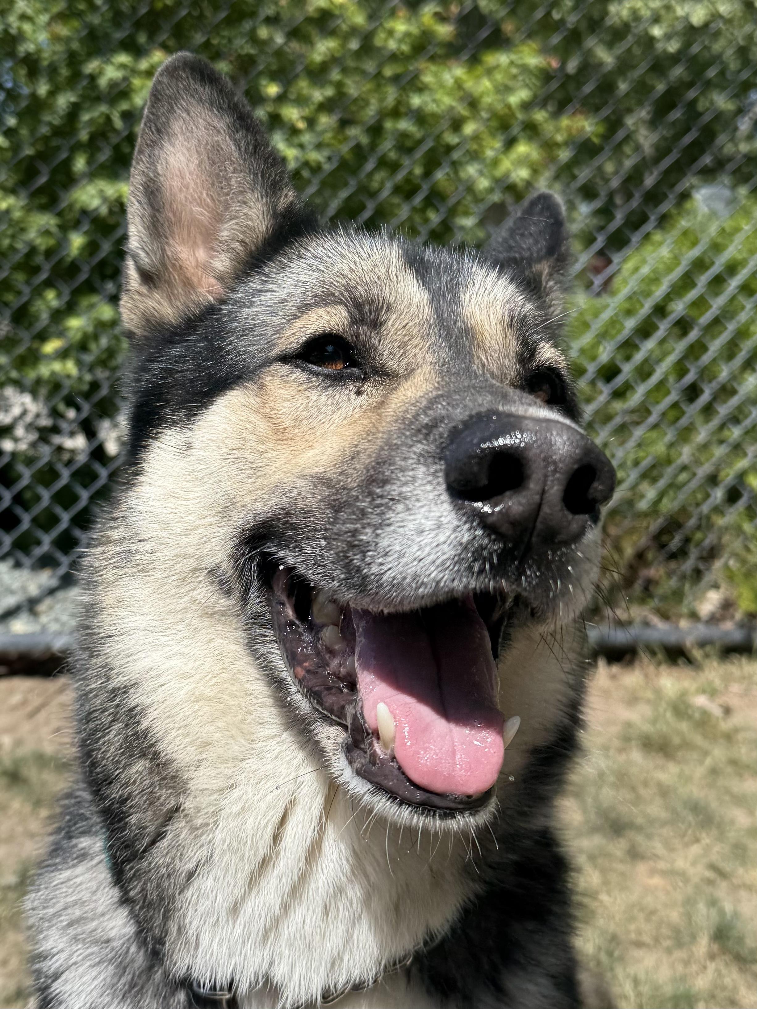 Roscoe, Adoptable, Adult Male German Shepherd Dog.