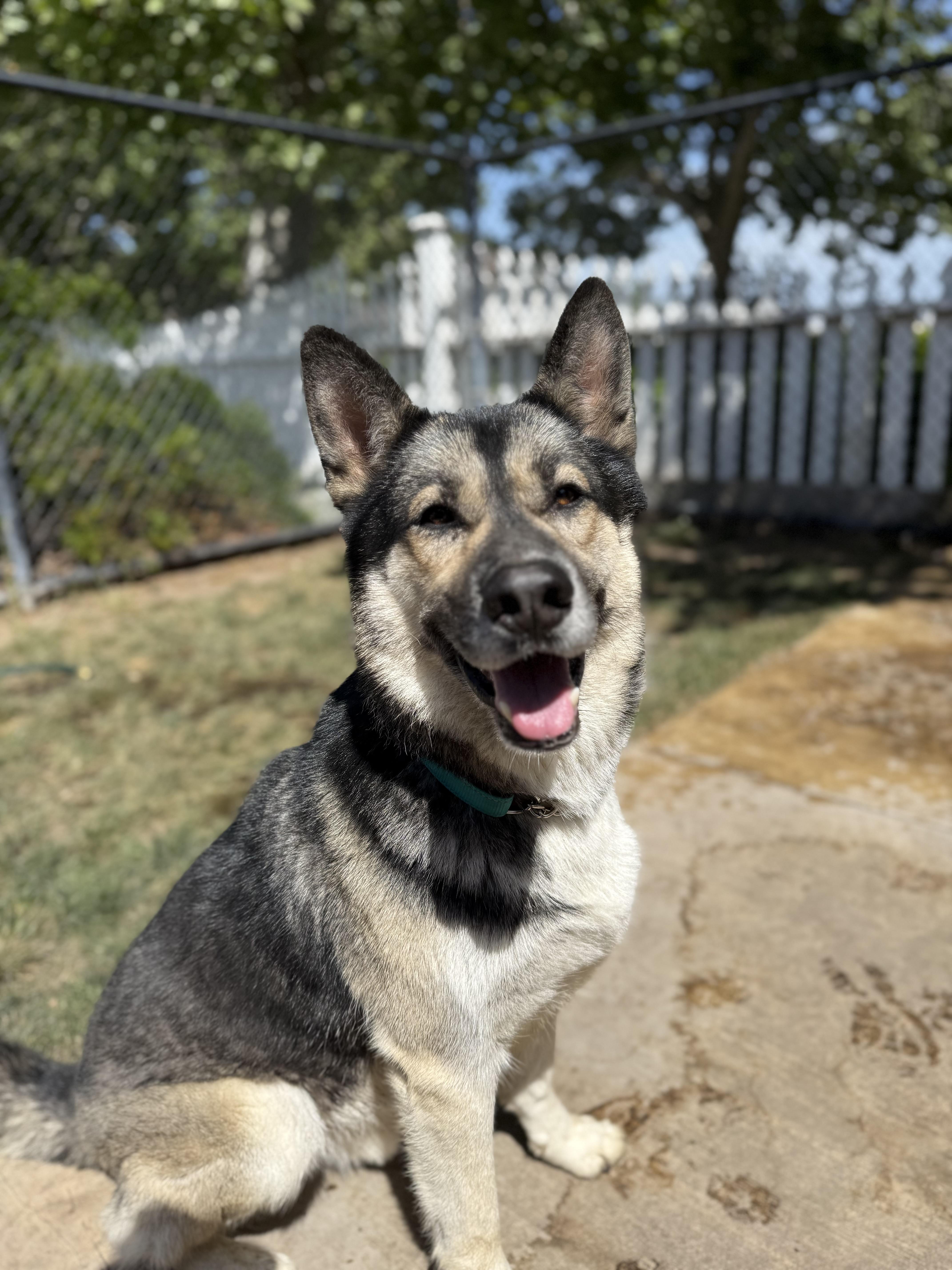 Roscoe, an adoptable German Shepherd Dog in Lodi, CA, 95242 | Photo Image 2