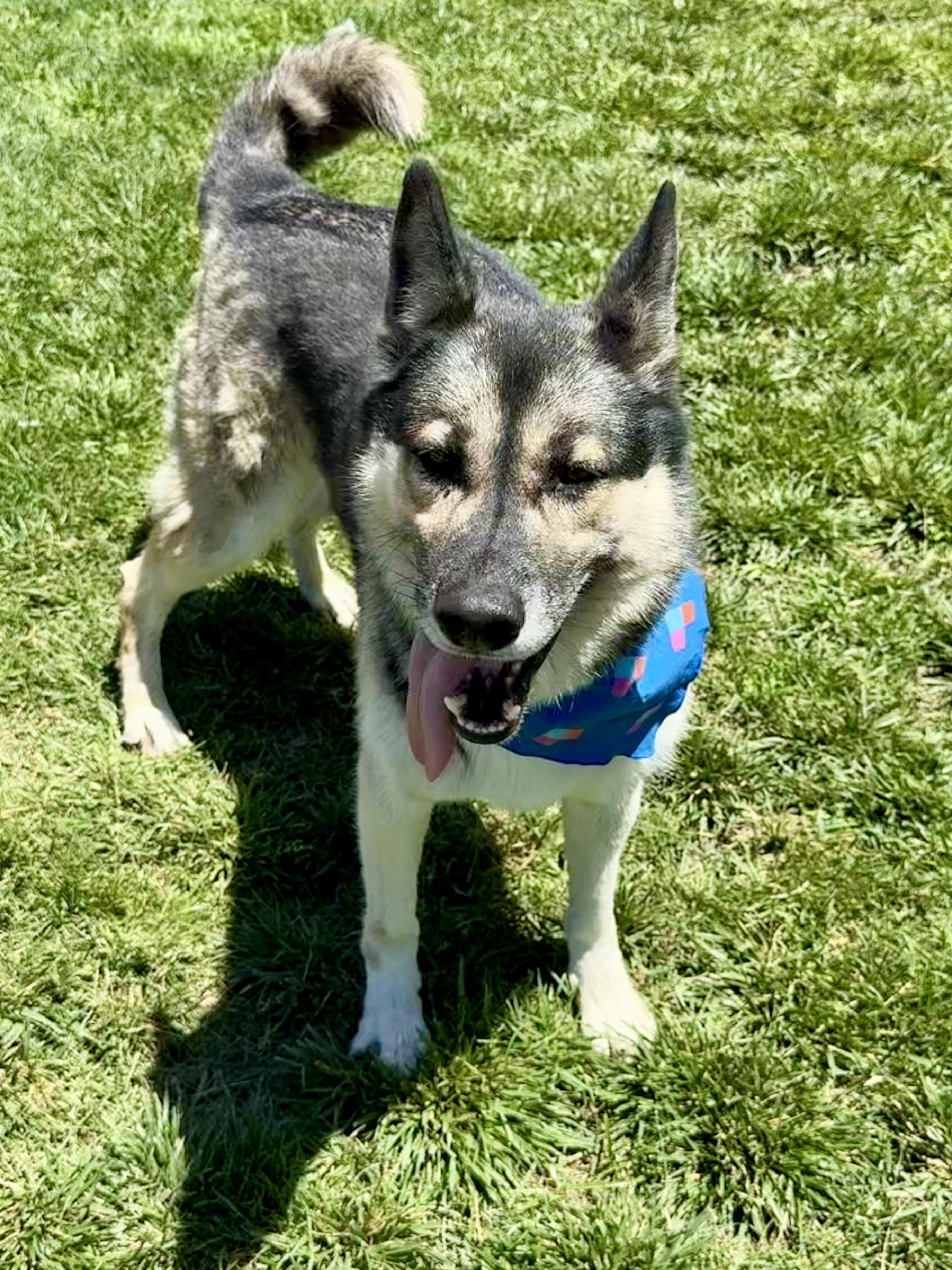 Roscoe, an adoptable German Shepherd Dog in Lodi, CA, 95242 | Photo Image 6