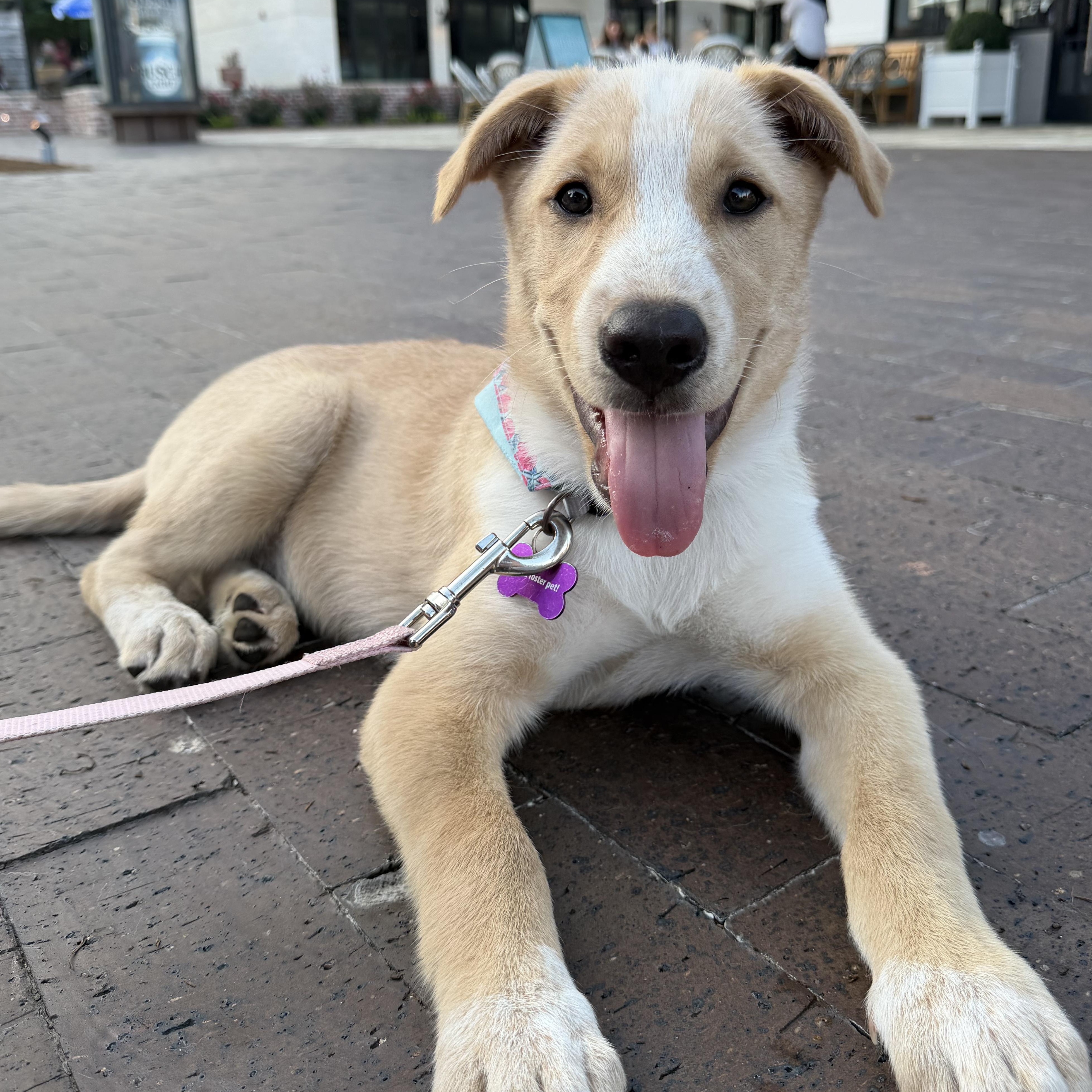 Nymeria, Adoptable, Puppy Female Shepherd & Husky.