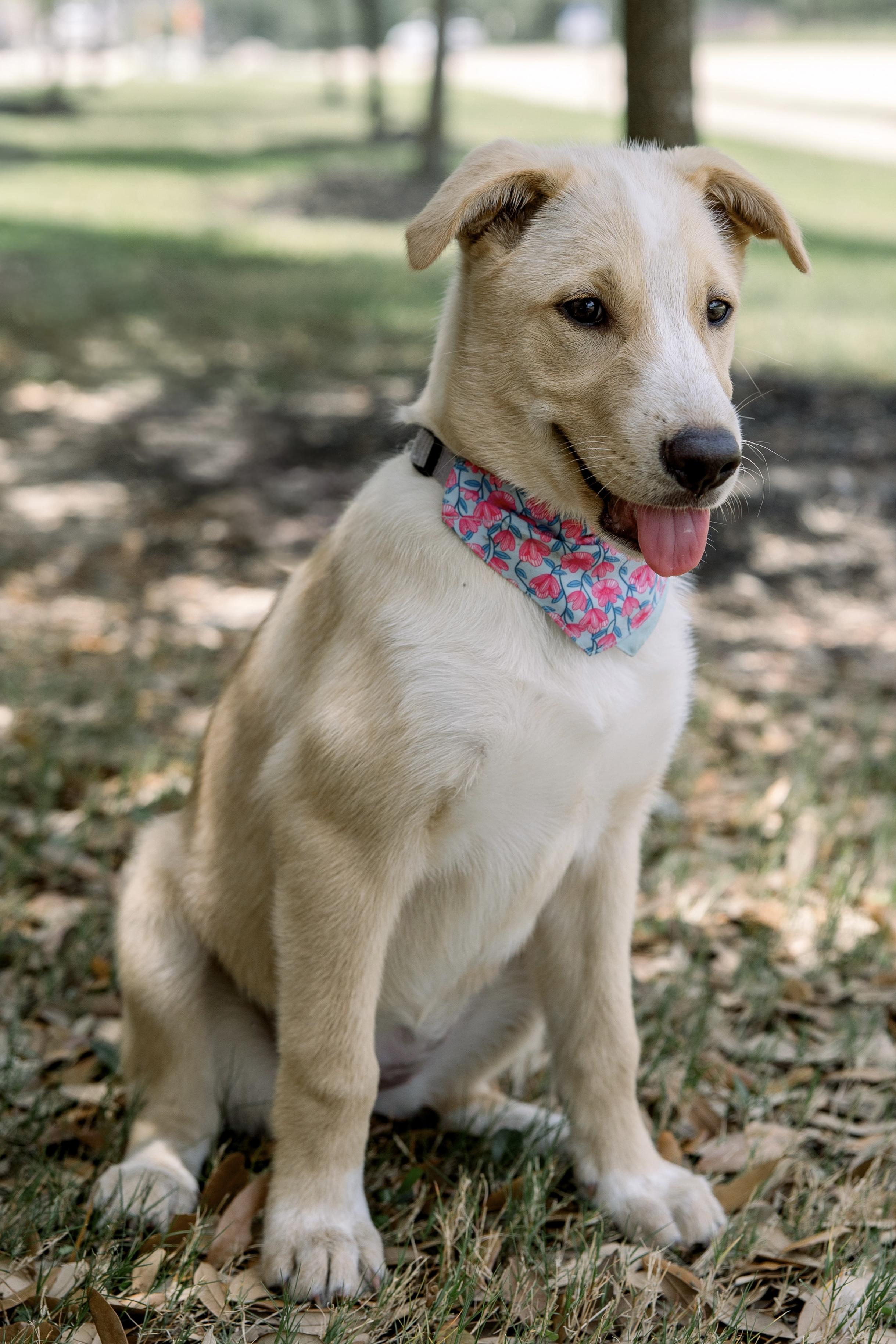 Enlarge Nymeria, a Adoptable mixed breed in Bryan, TX image 5/5