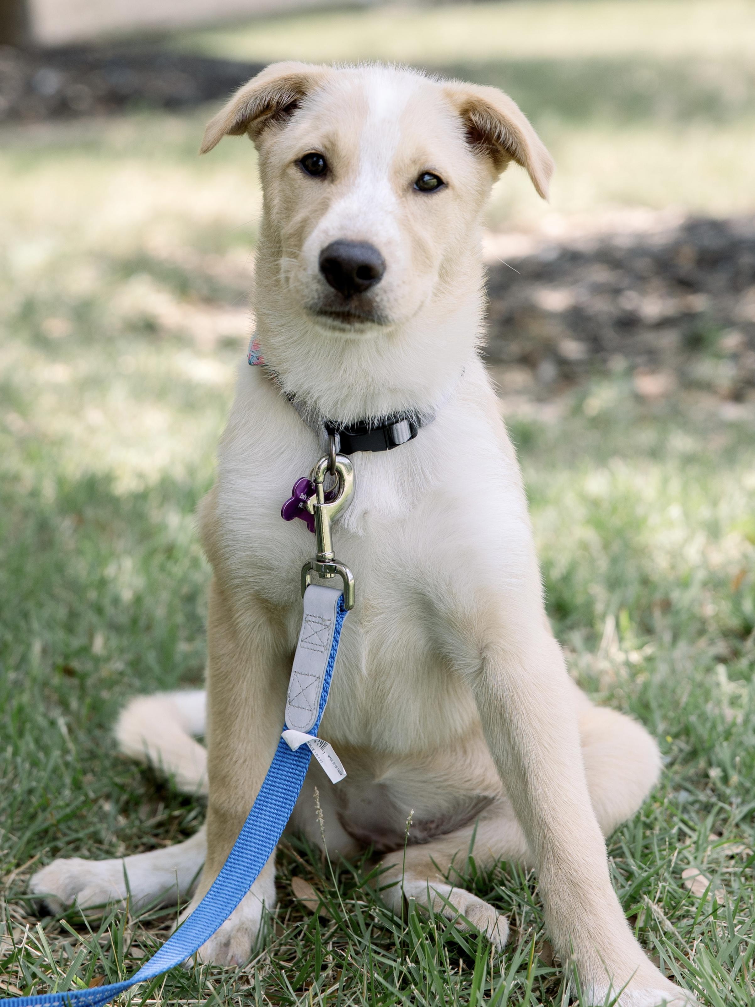 Enlarge Nymeria, a Adoptable mixed breed in Bryan, TX image 4/5