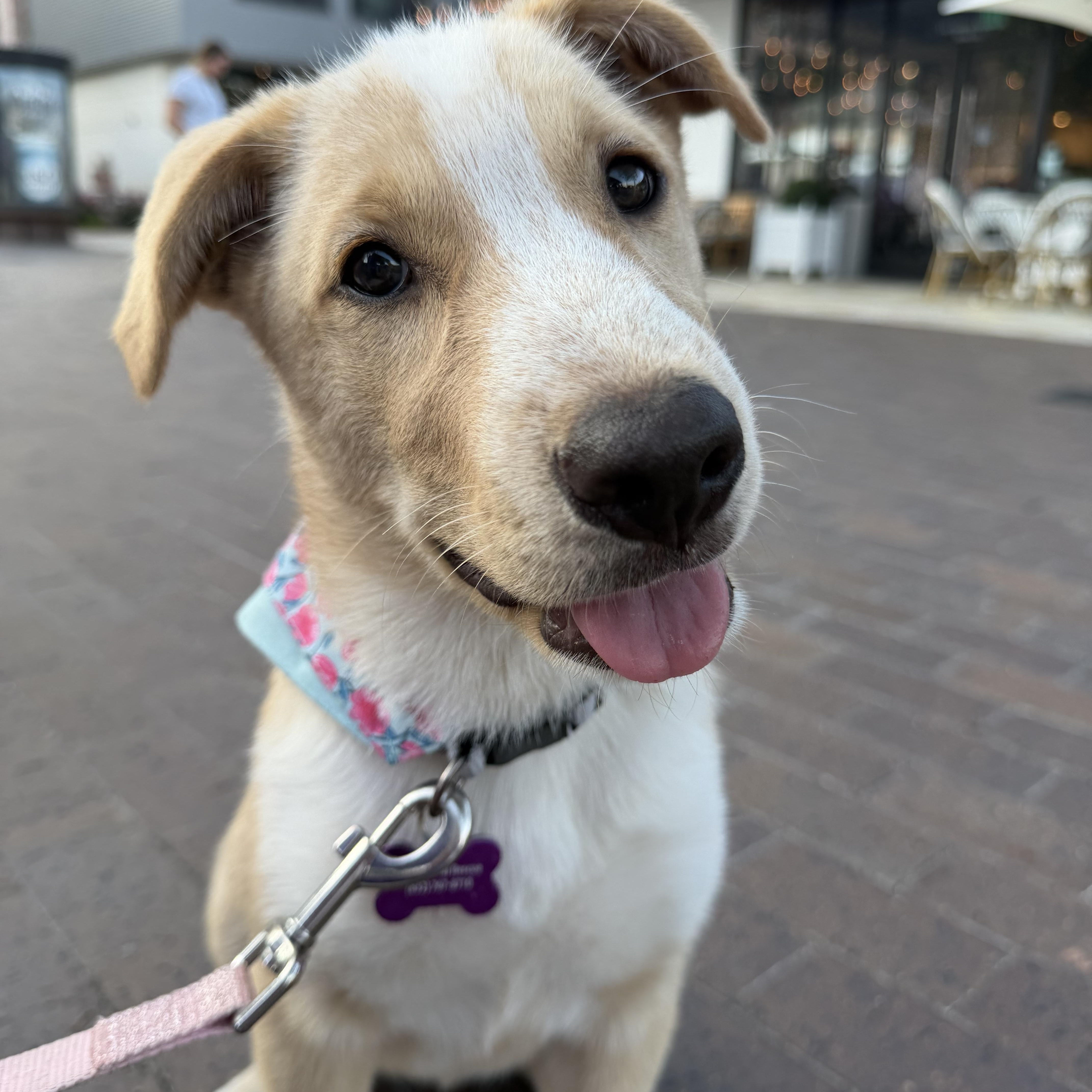 Enlarge Nymeria, a Adoptable mixed breed in Bryan, TX image 3/5