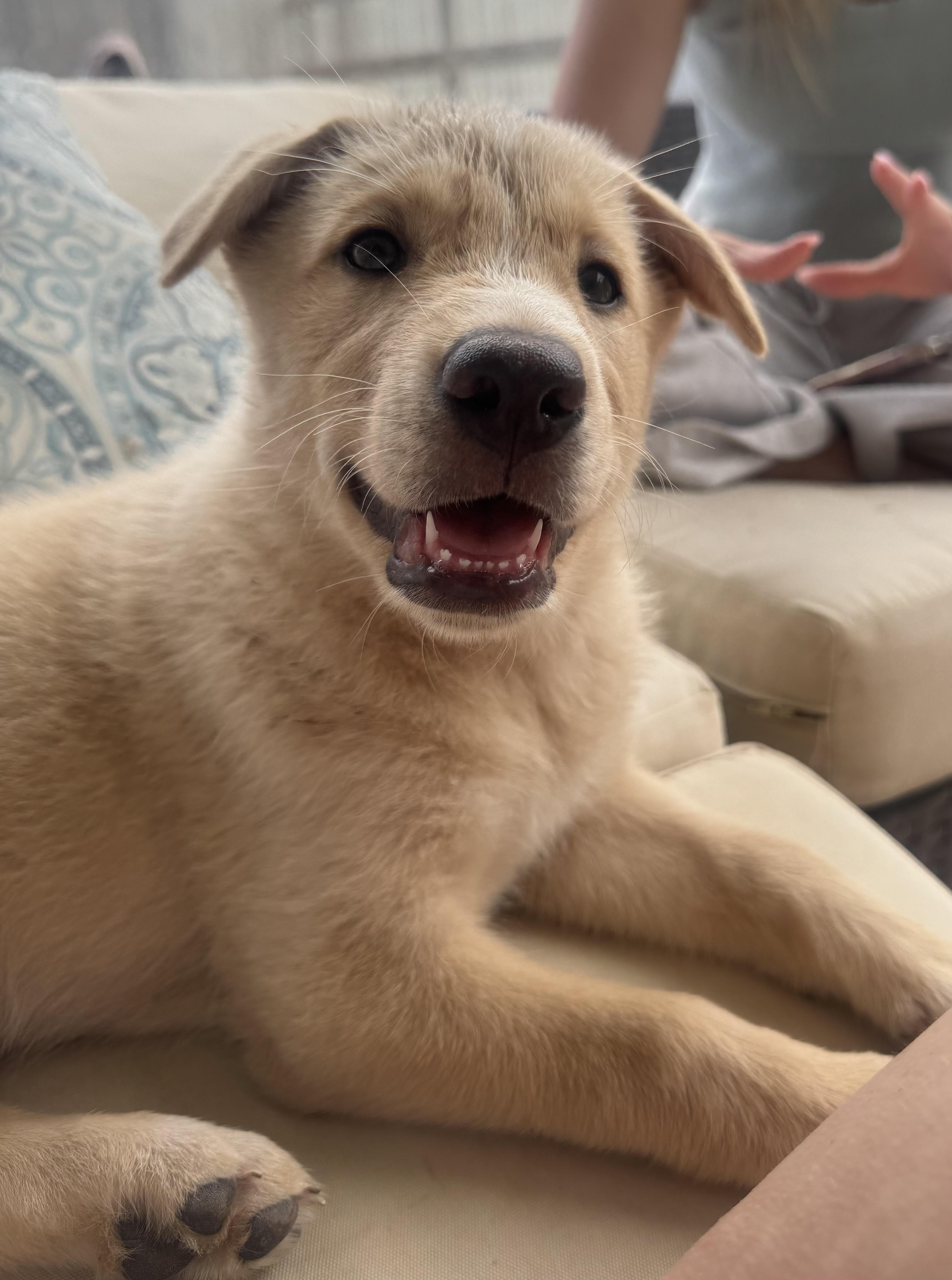 Enlarge Nymeria, a Adoptable mixed breed in Bryan, TX image 2/3