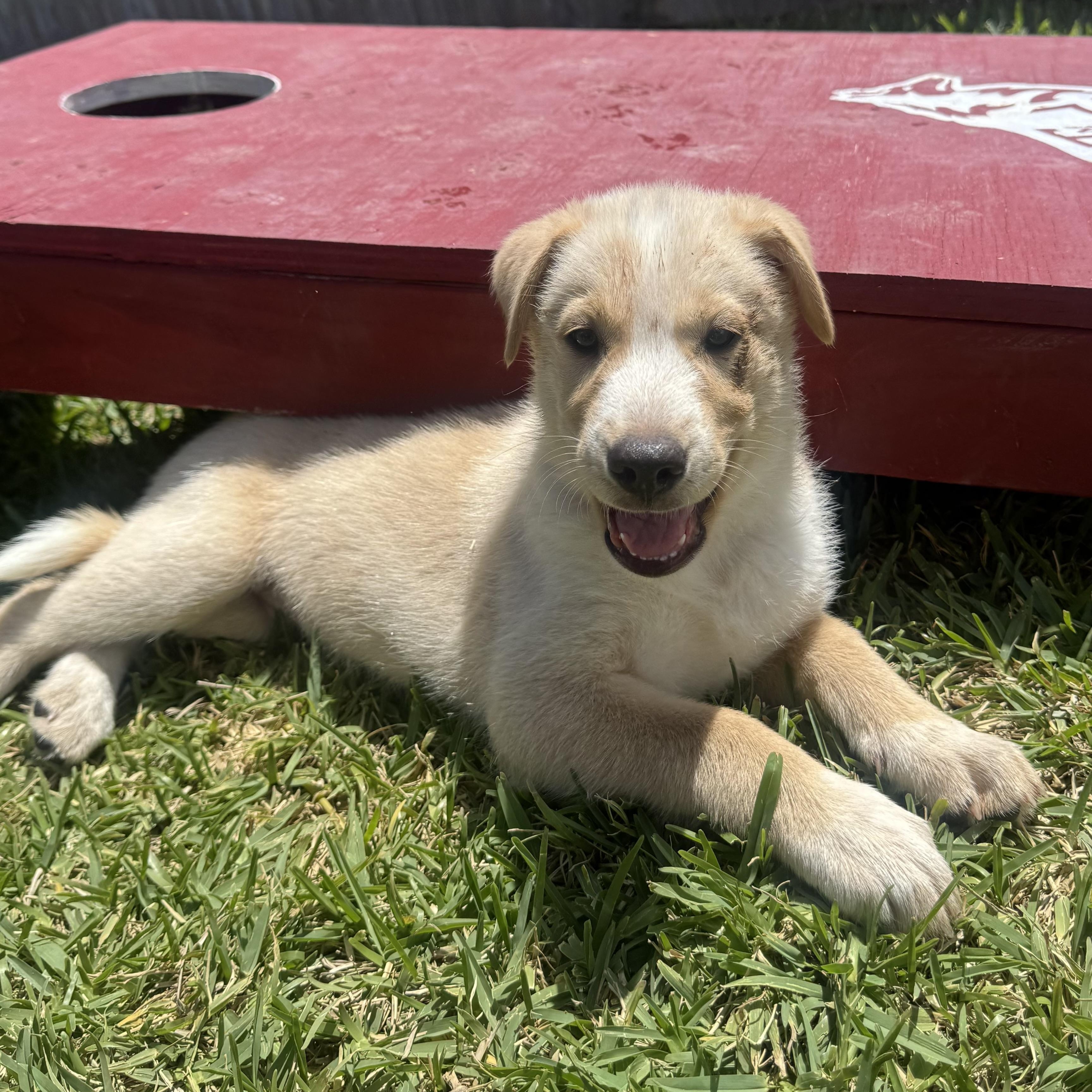 Enlarge Nymeria, a Adoptable mixed breed in Bryan, TX image 1/3