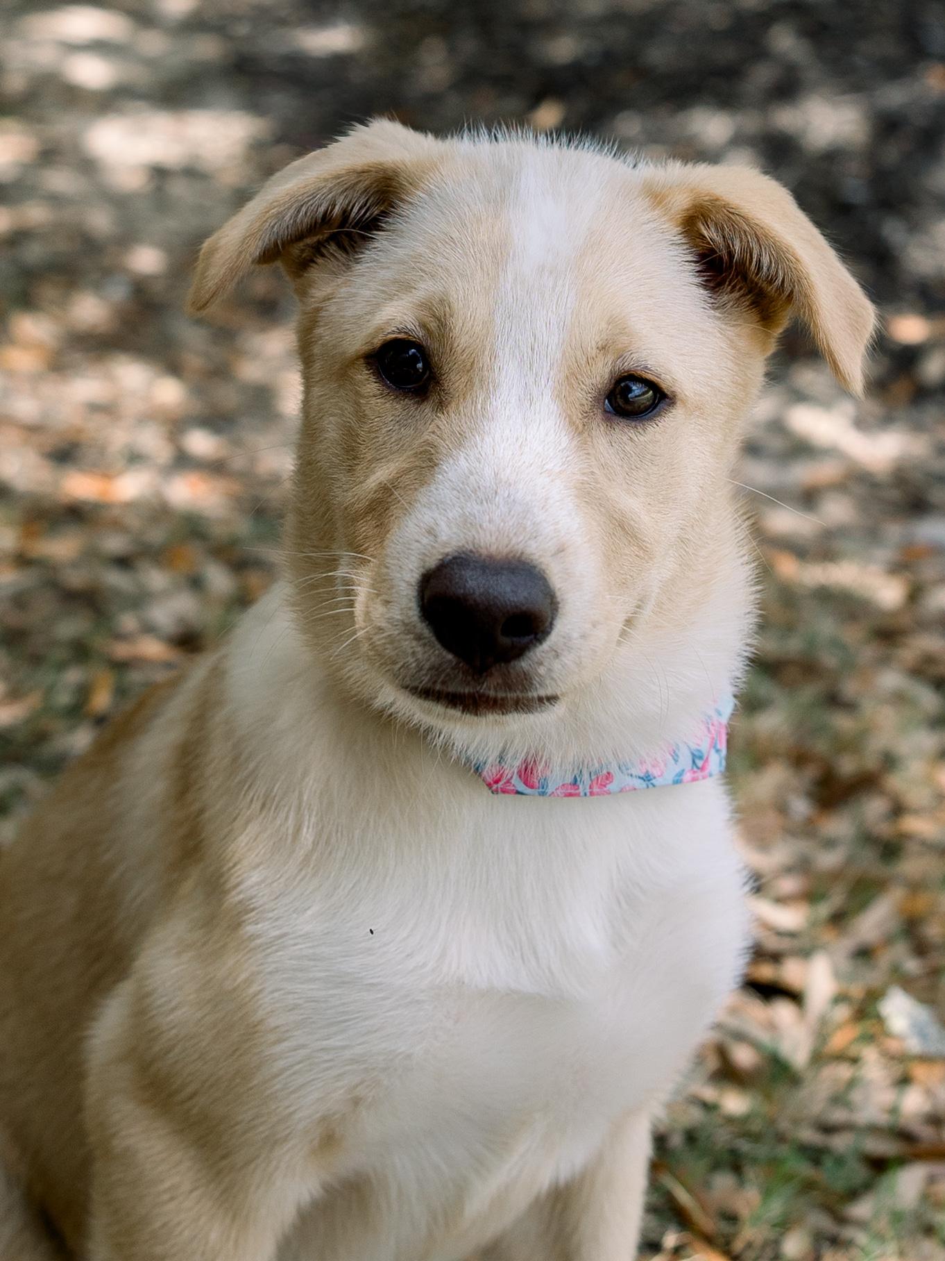 Enlarge Nymeria, a Adoptable mixed breed in Bryan, TX image 2/5