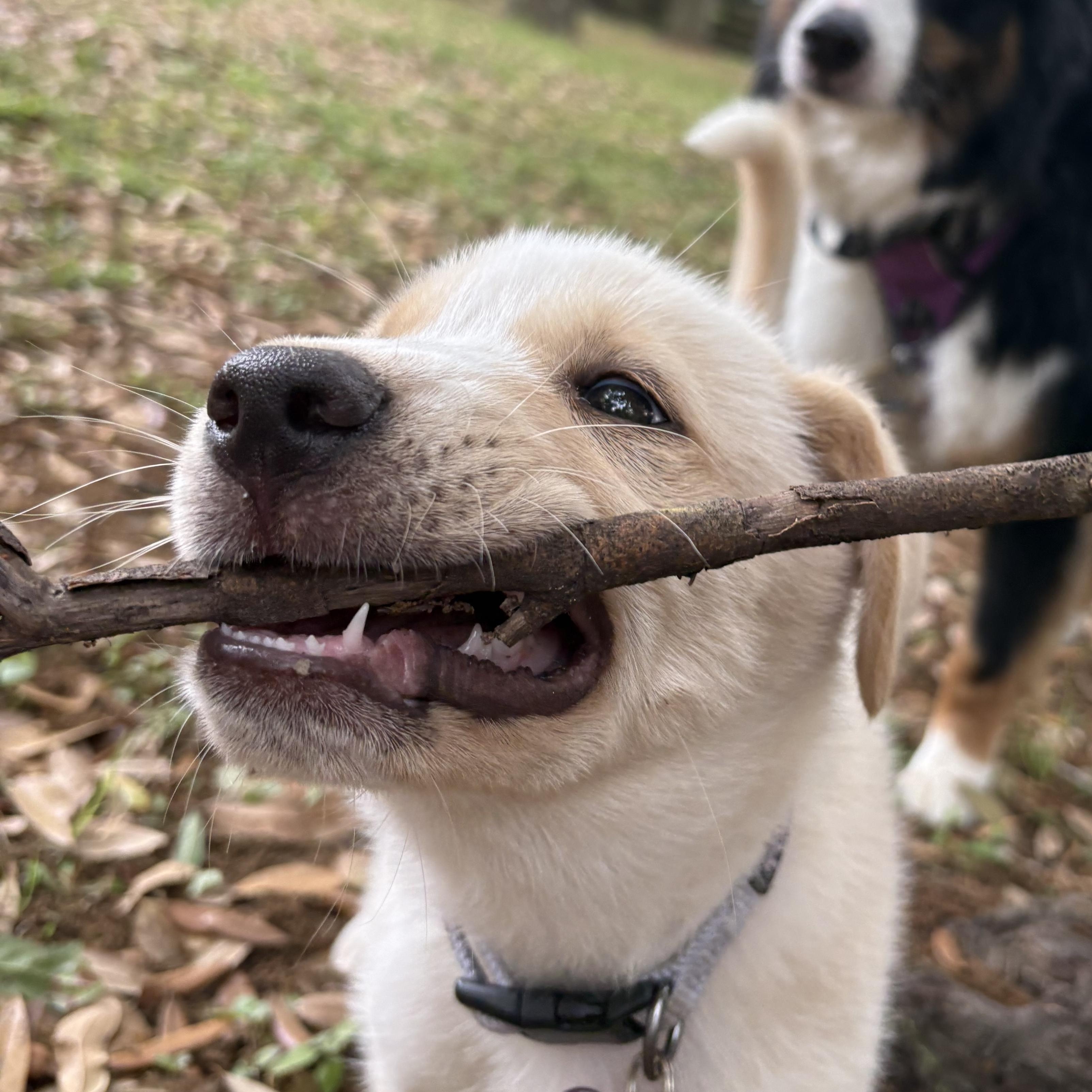Enlarge Nymeria, a Adoptable mixed breed in Bryan, TX image 3/3