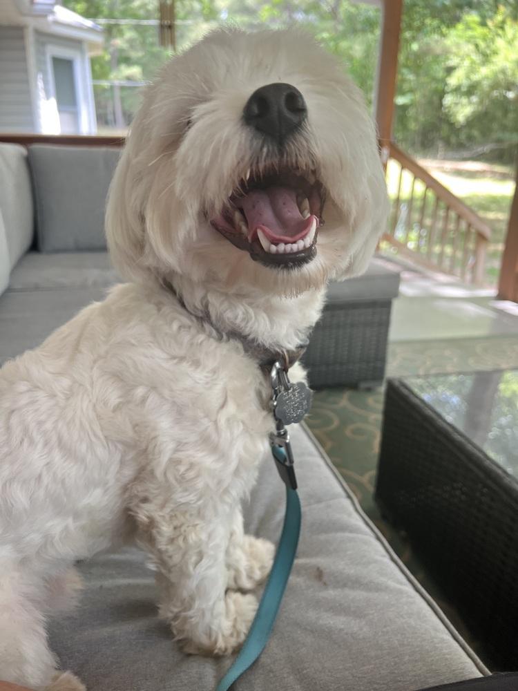 Milo Augustus, Adoptable, Young Male Maltese.