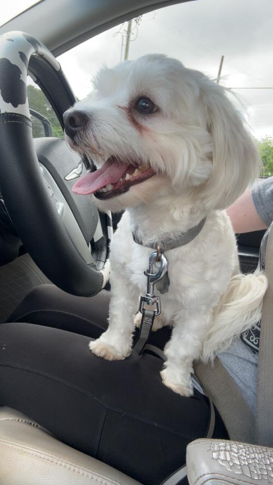 Milo Augustus, a Adoptable Maltese in Cedartown, GA image 2/3
