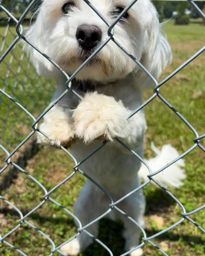 Milo Augustus, a Adoptable Maltese in Cedartown, GA image 3/3