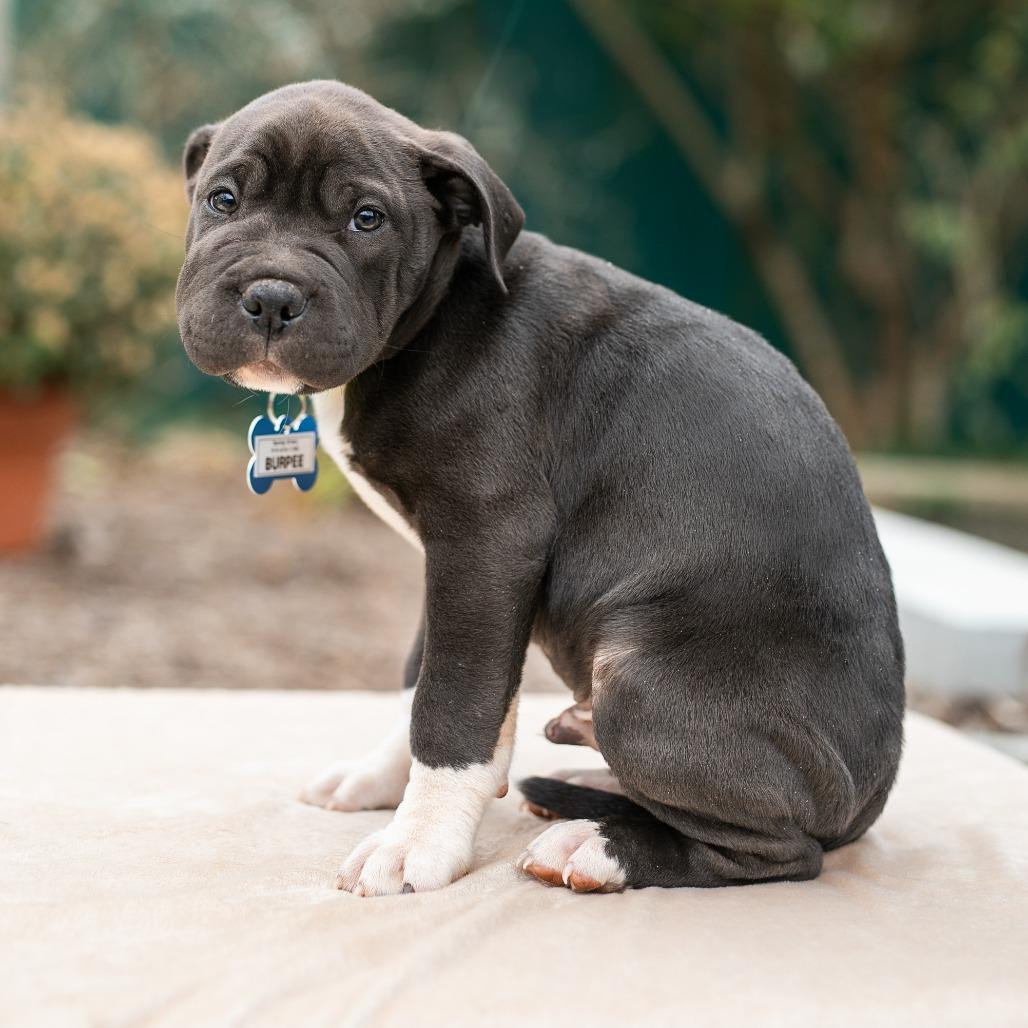 Enlarge Burpee, a Adoptable Pit Bull Terrier in Wake Forest, NC image 1/6